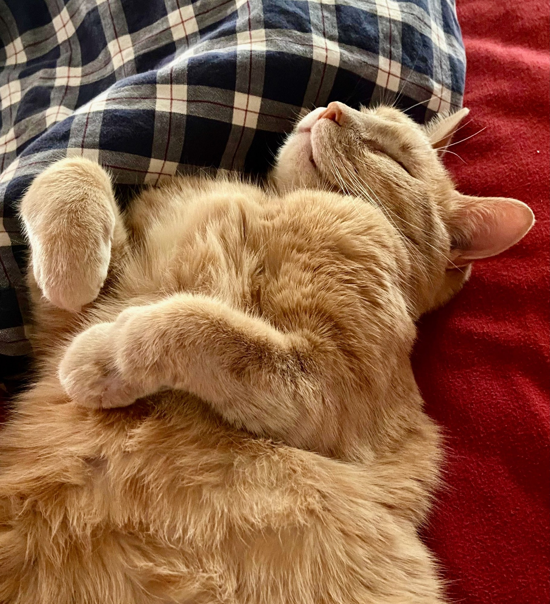 orange cat sleeping on back with curled paws