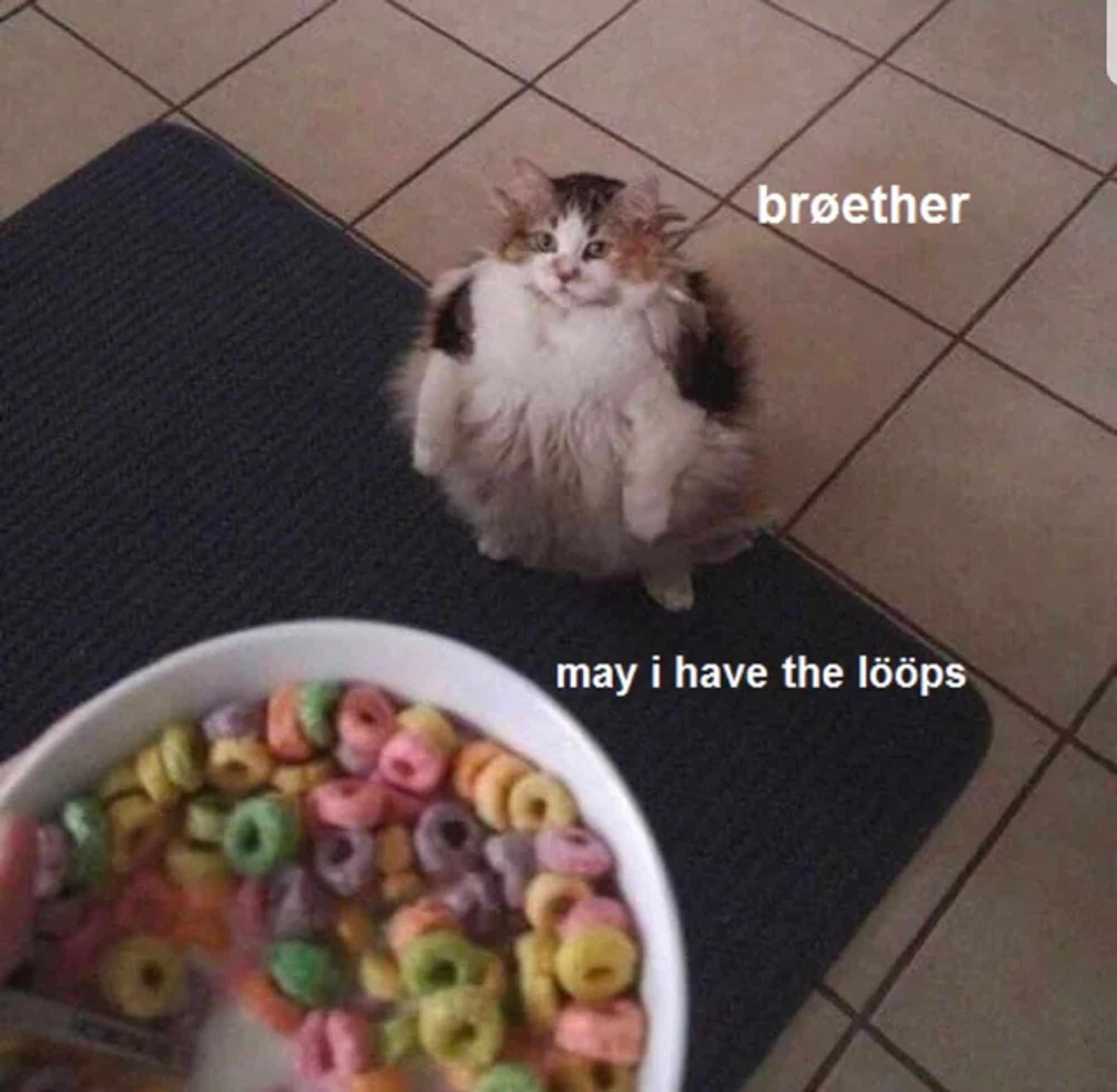 A cat sits on its hind legs and begs for fruit loops. He says "broether, may I have the loops"