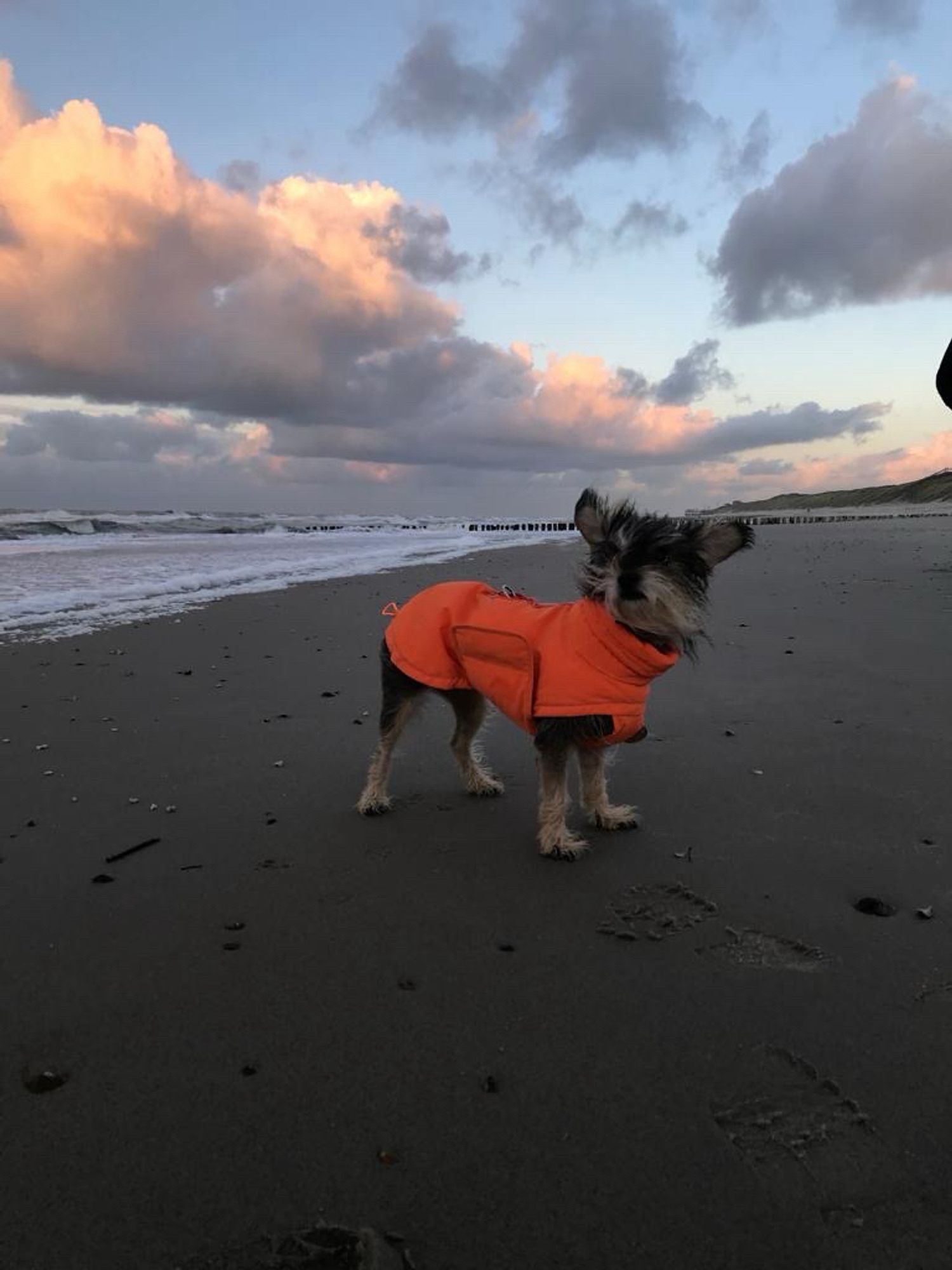 TildaHund in orangenfarbener Jacke am Strand. Es ist wolkig und ein paar Wolken werden von der untergehenden Sonne angestrahlt.