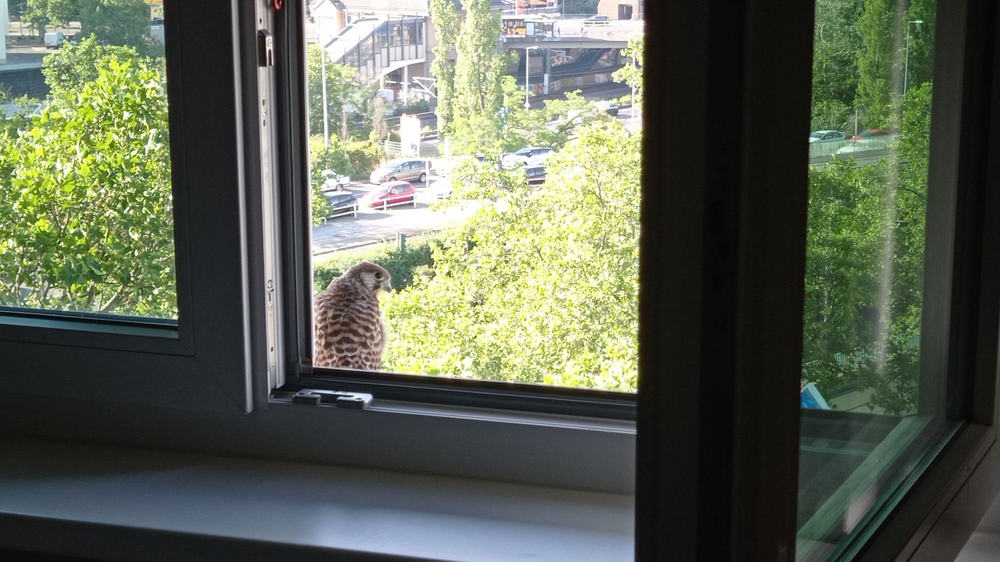 Es ist ein geöffnetes Fenster zu sehen. Draußen auf dem Fensterbrett sitzt ein Turmfalke mit dem Rücken zum Fotografen. Der Turmfalke dreht seinen Kopf nach recht und schaut nach hinten zum Fotografen. Im Hintergrund der Szenerie sind grüne Baumwipfel sowie eine Straße und ein S-Bahnhof zu sehen.