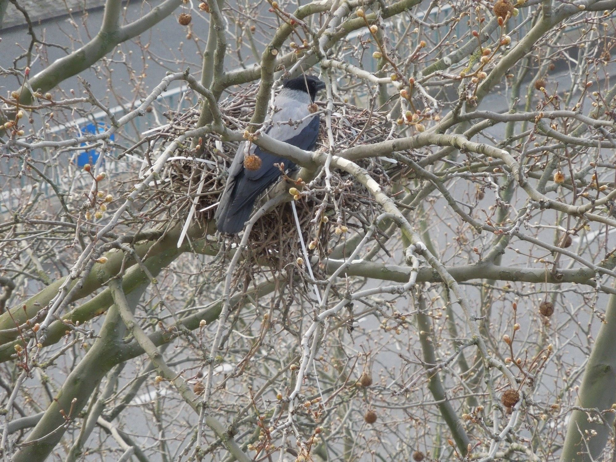 Eine Nebelkrähe hock in ihrem Nest. Unter ihr Gelege. Aufnahme von oben aus der sechsten Etage eines Hauses.