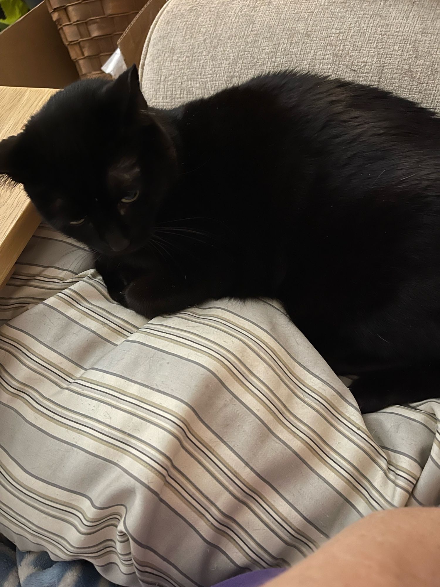 Black kitty on a striped pillow 