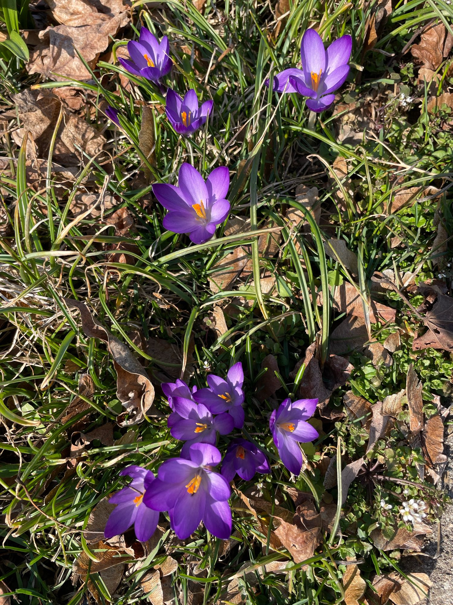 Purple crocuses in the yard