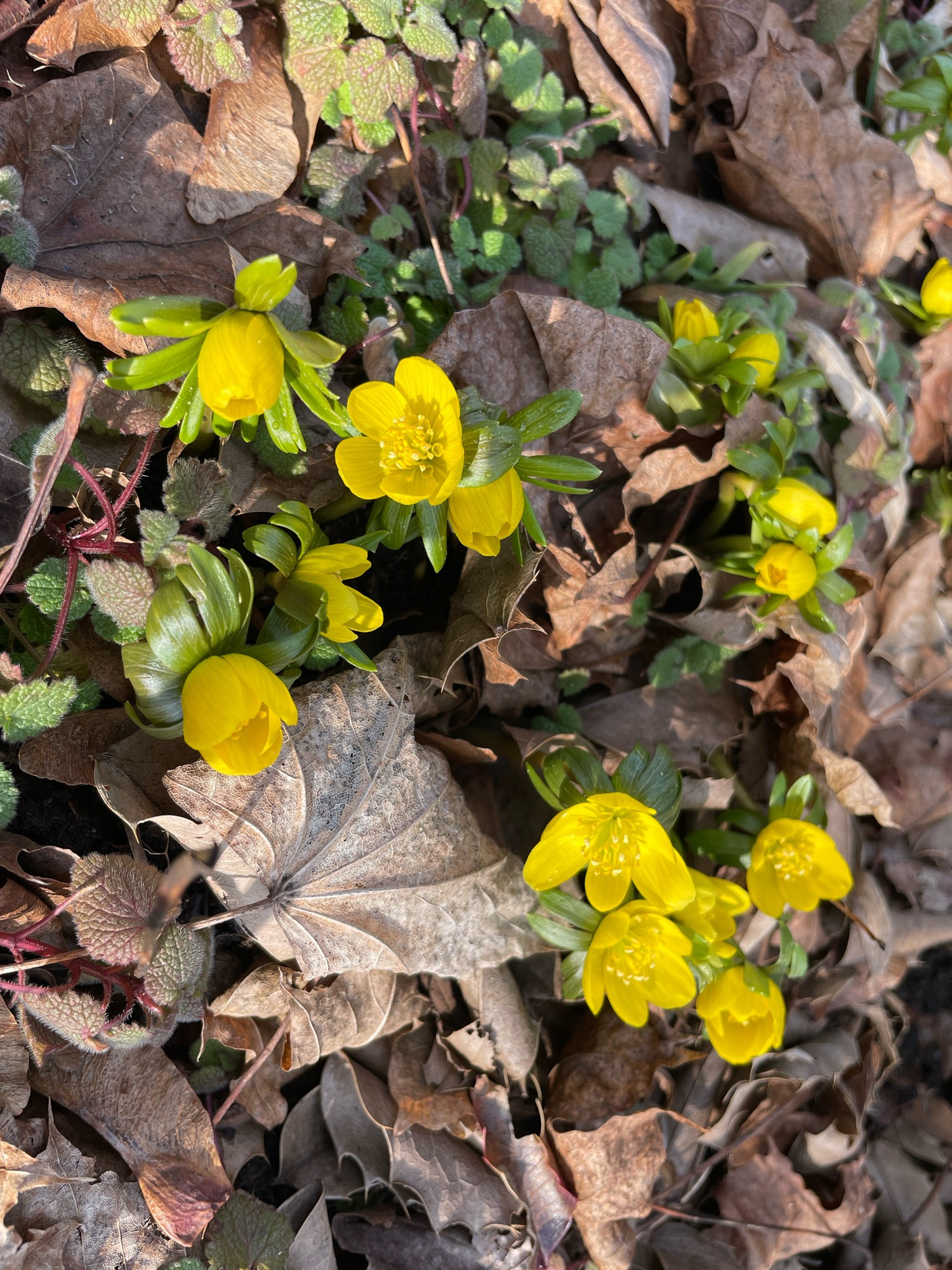 Winter aconite (yellow) in bloom