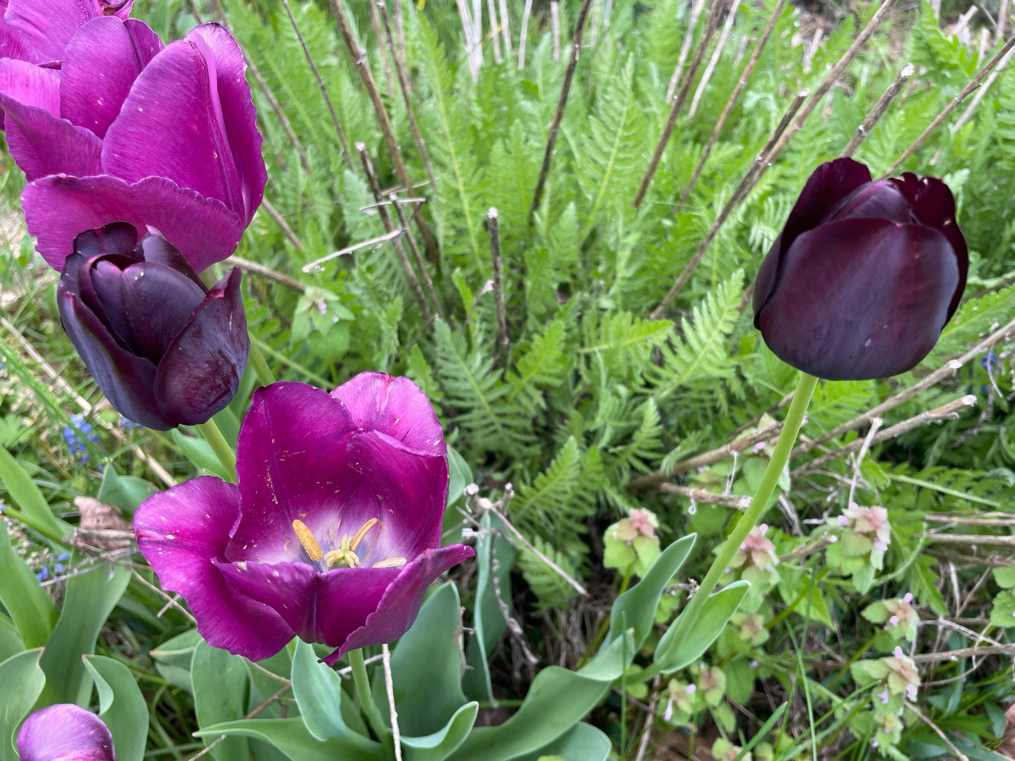 Pink and black (deep purple) tulips.