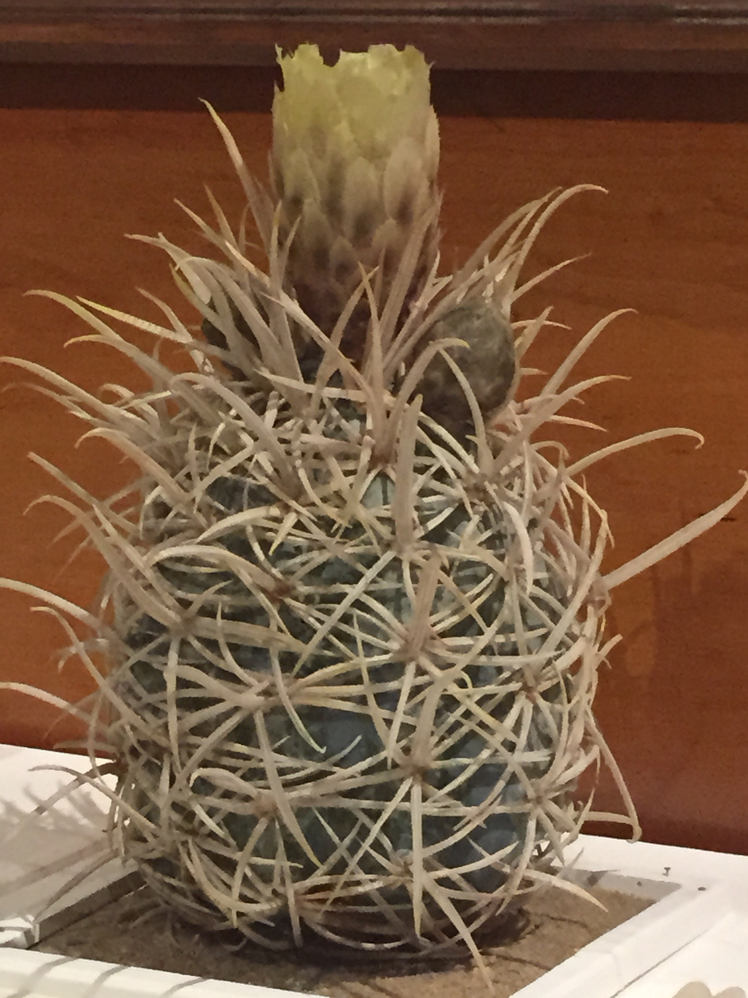 Glass Flowers: A cactus with a yellow bud on top.