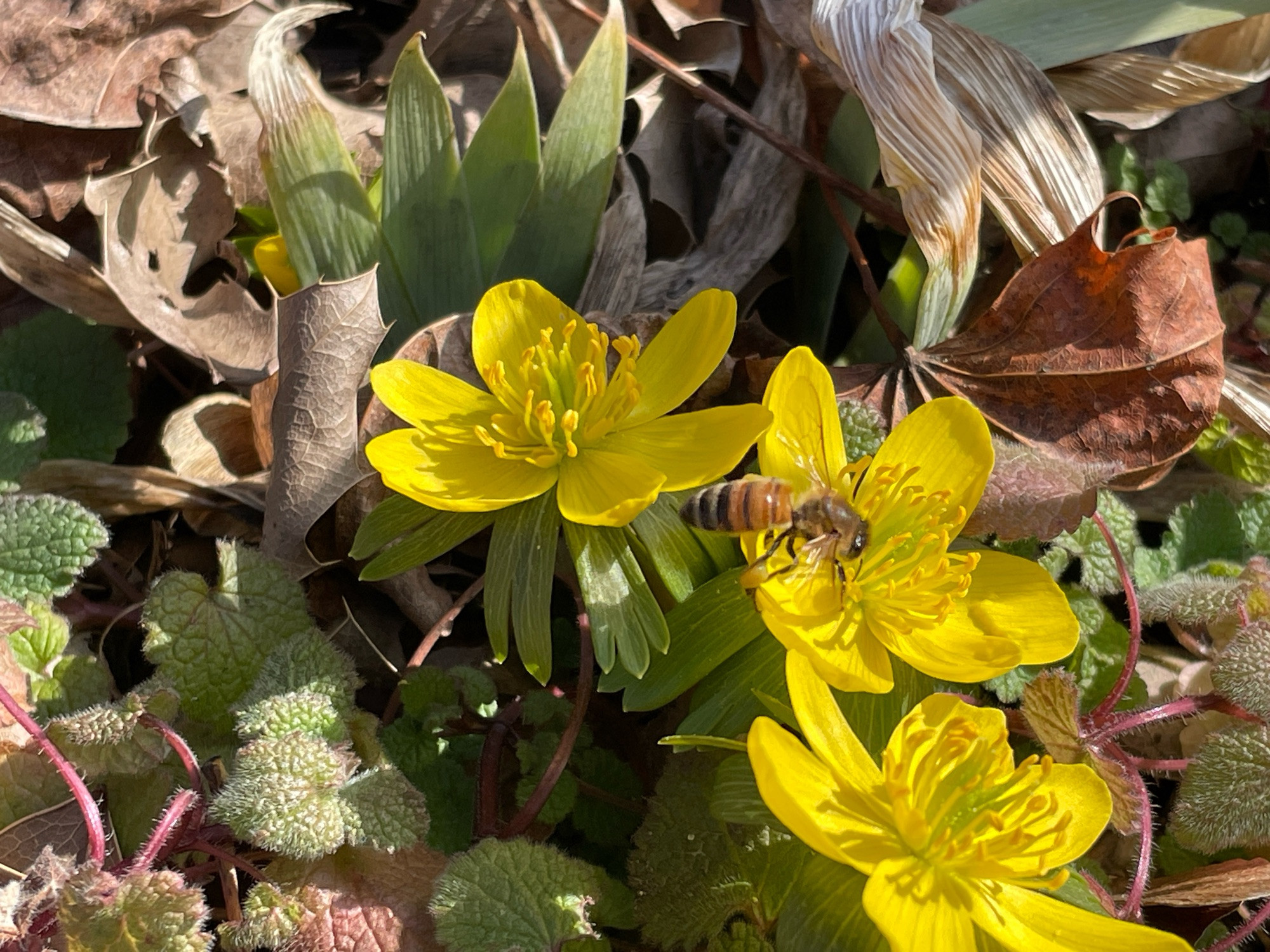 Winter aconite flowers in bloom. One flower has a bee on it.