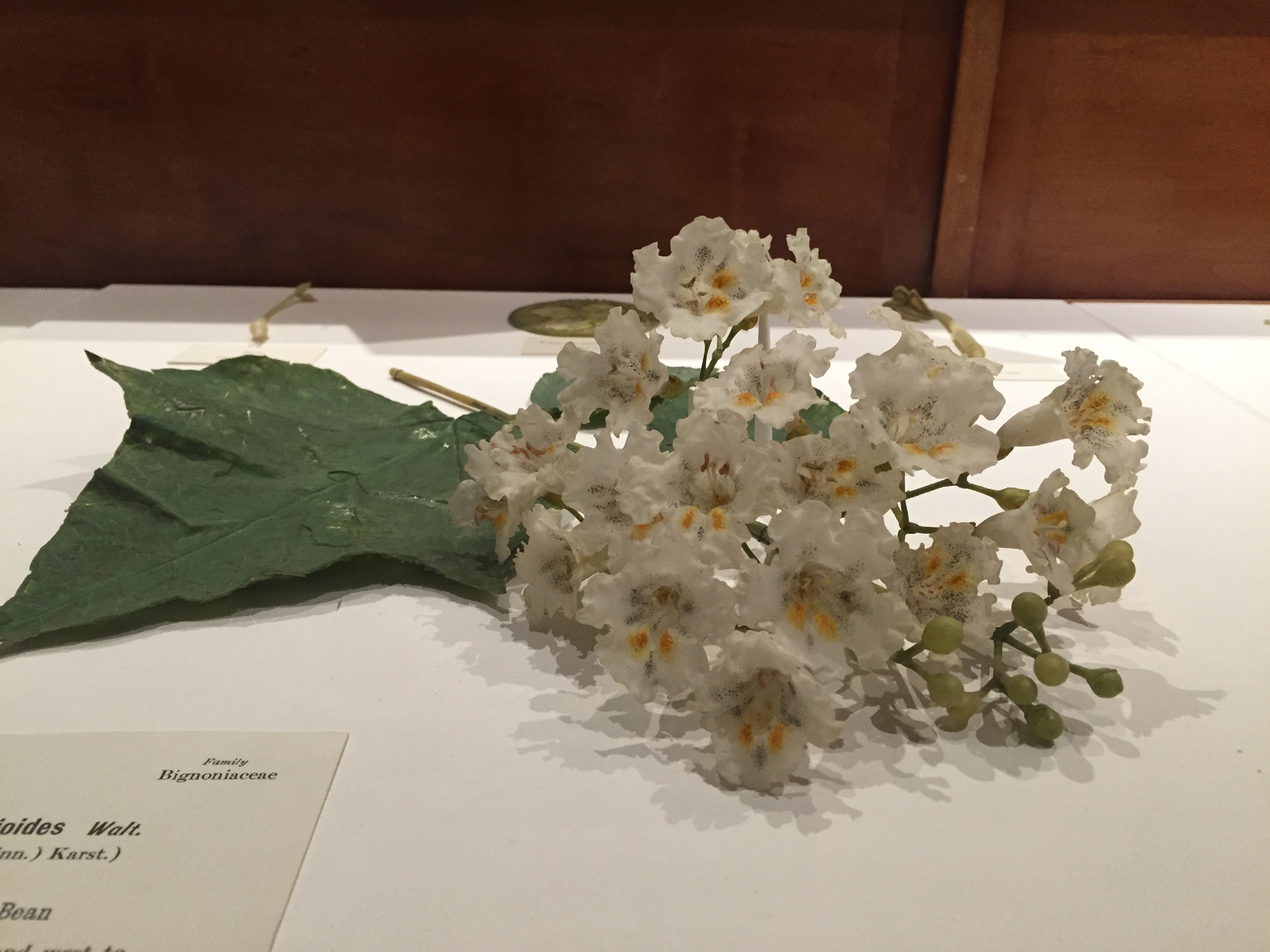 Glass Flowers: A bunch of white flowers with yellow interiors.