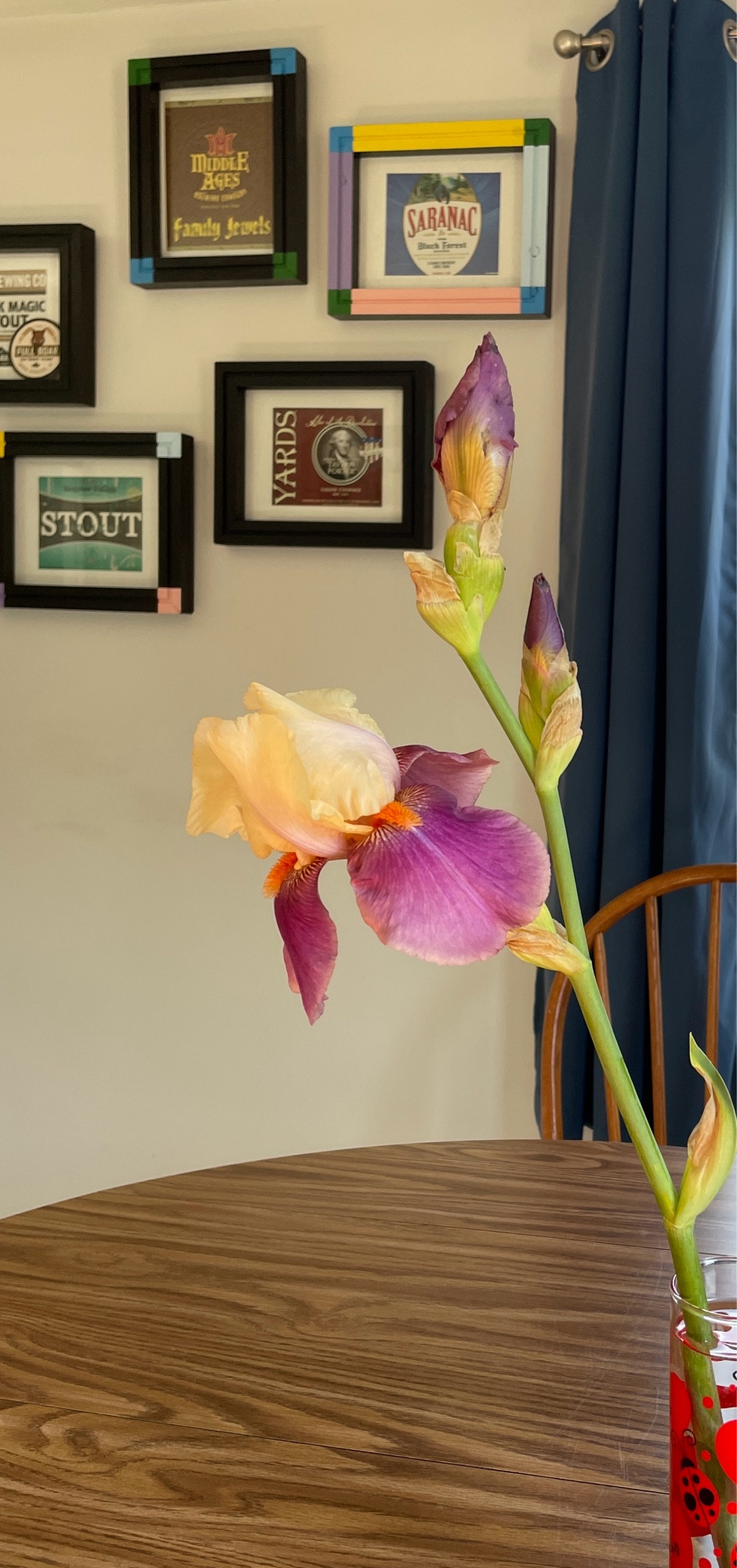 Bearded iris on a wooden table with artwork in the background.