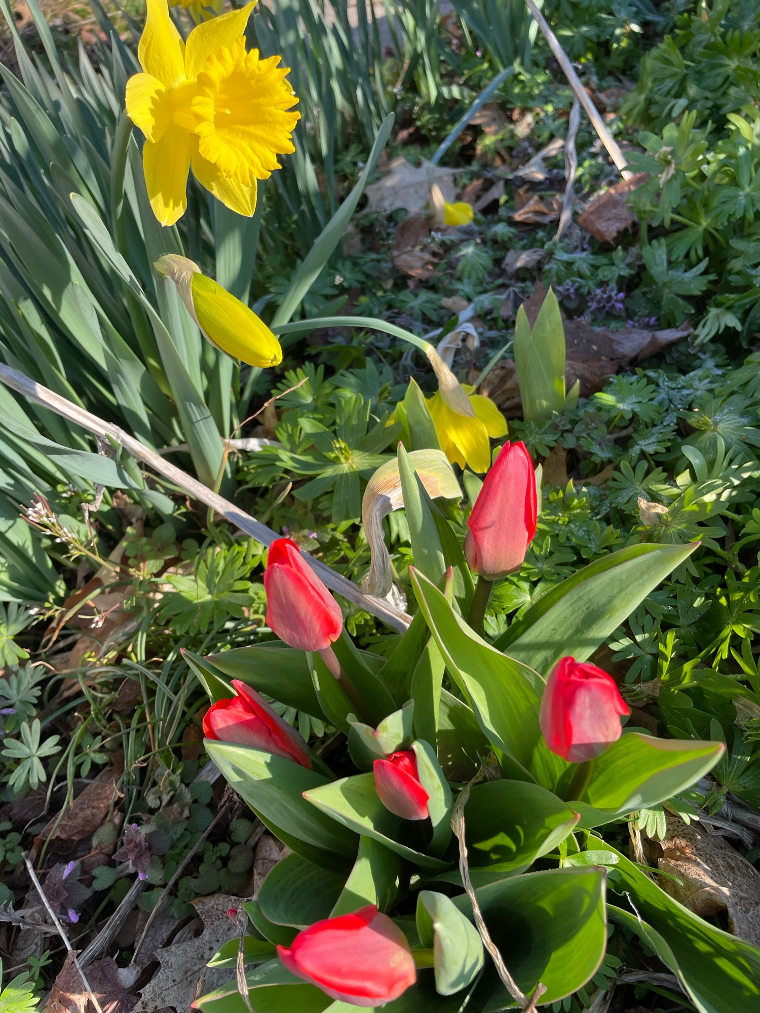 Daffos and tulips