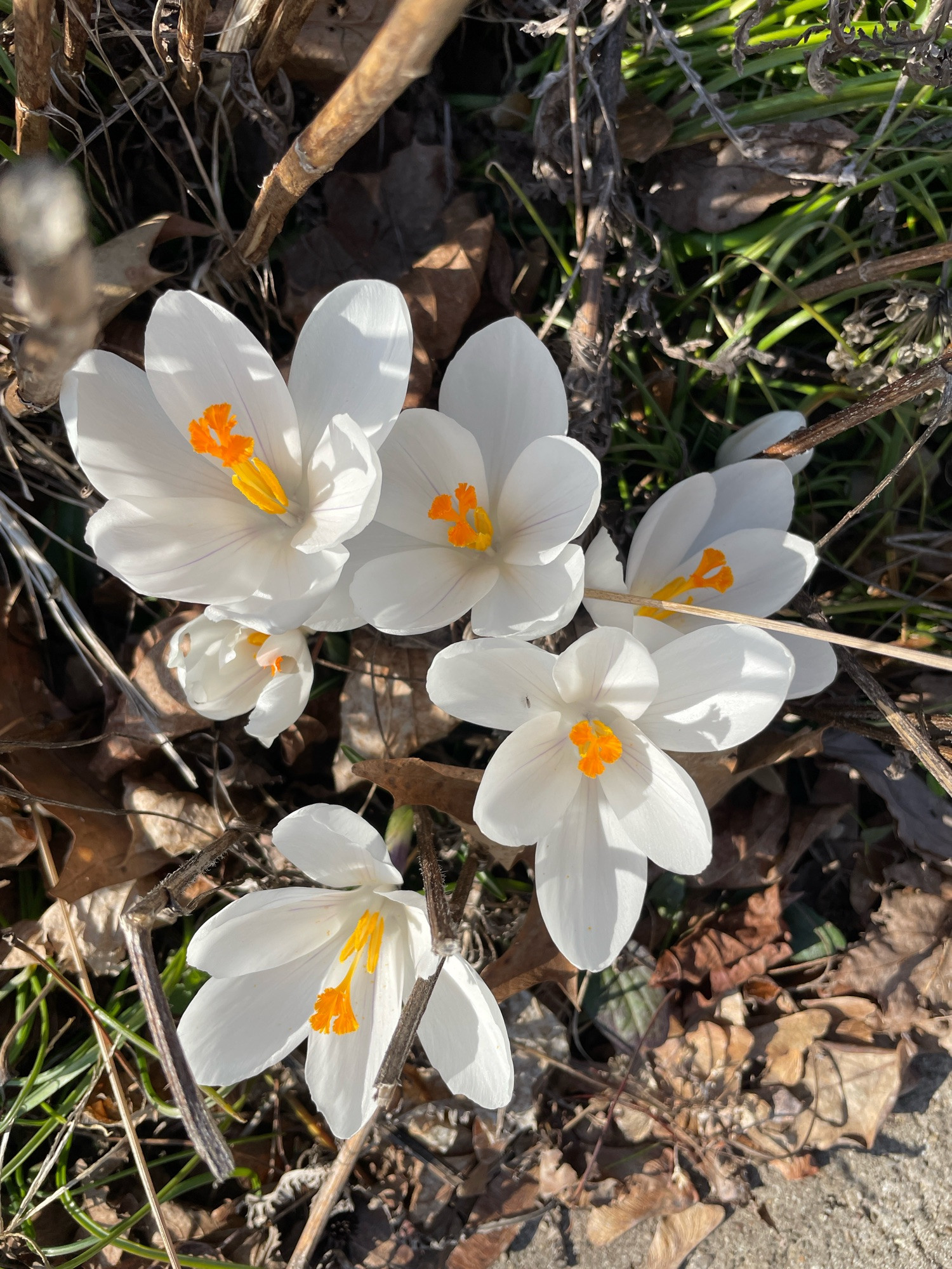 Giant white crocuses in the yard