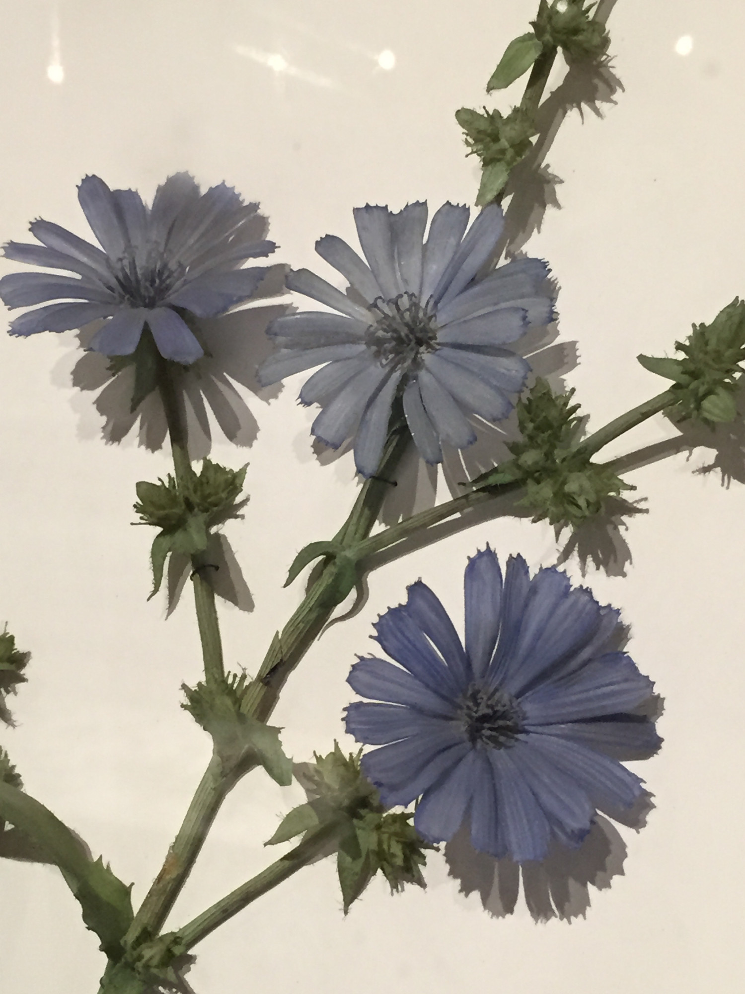 Glass Flowers: Blue-purple chicory flowers.