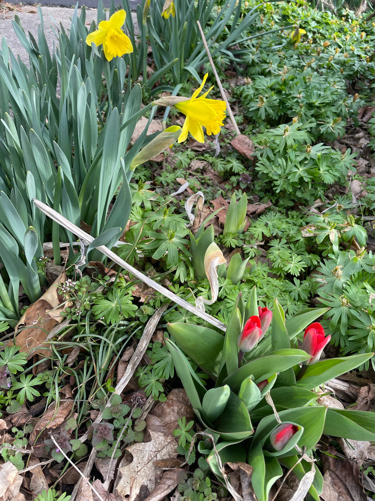 Yellow daffodils and red tulips surround by green plants.