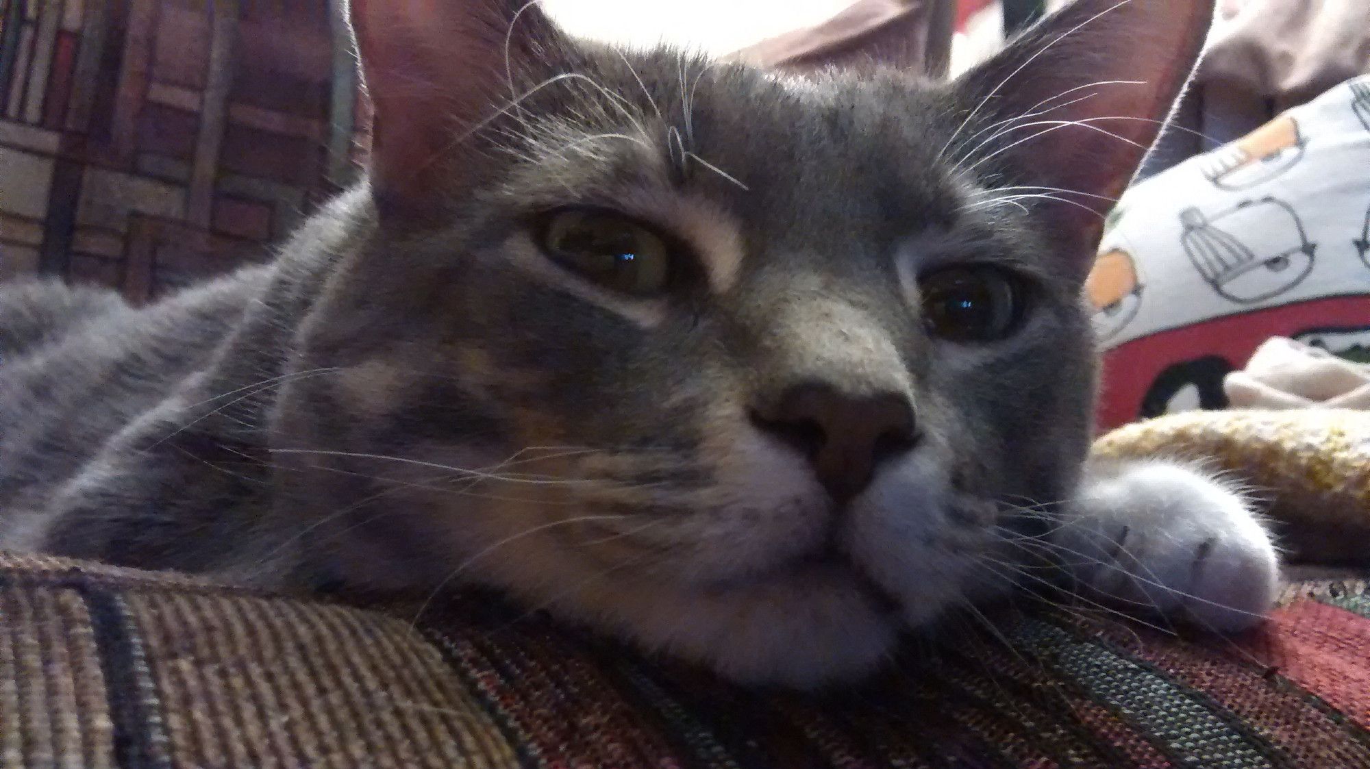 A lovely gray-striped cat with white paws, resting her chin on one paw while lounging on a rocking chair.