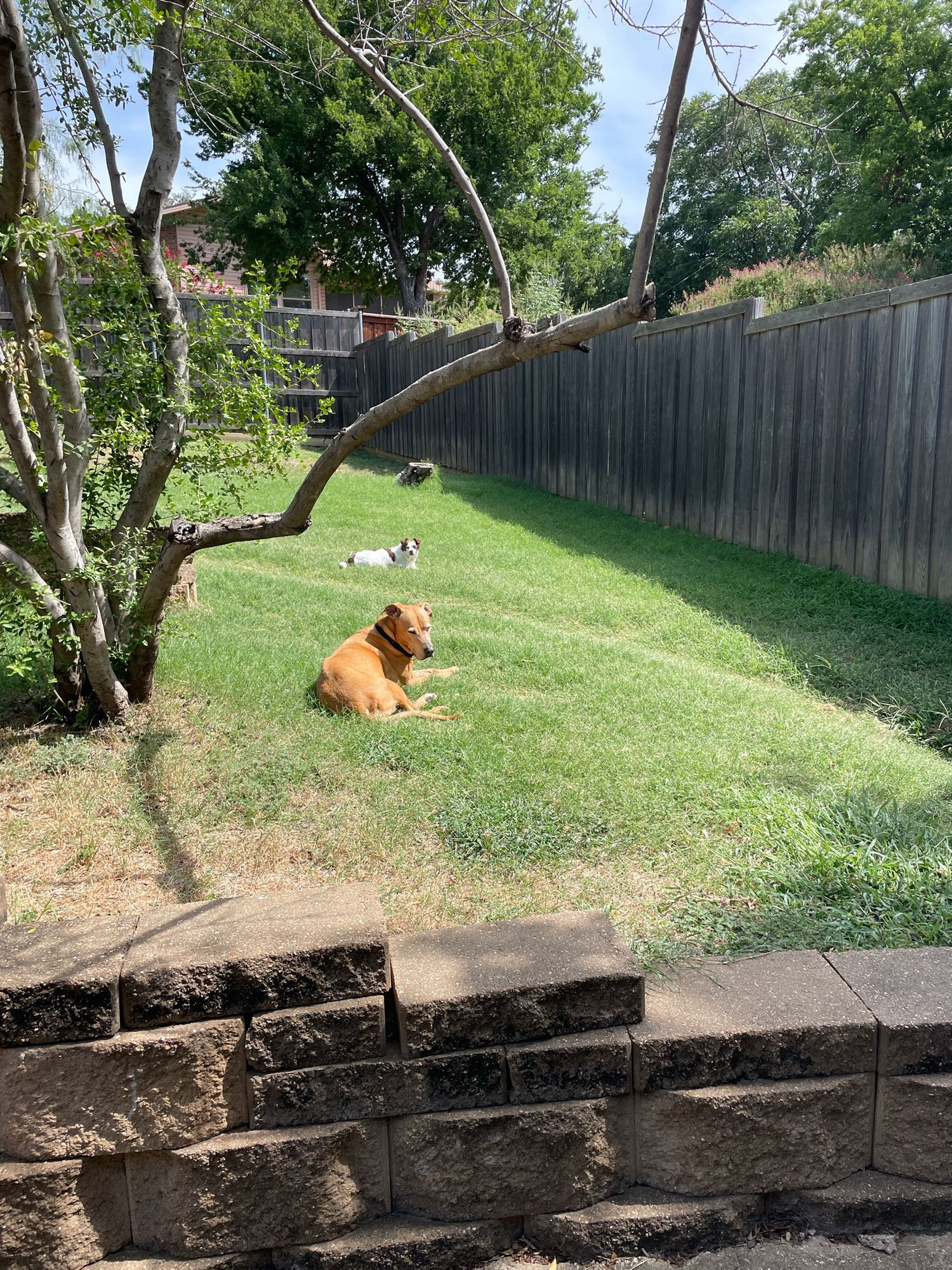 A large tan dog and a smaller dark brown and white spotted dog, lie in the green yard with a blue sky and trees behind them 