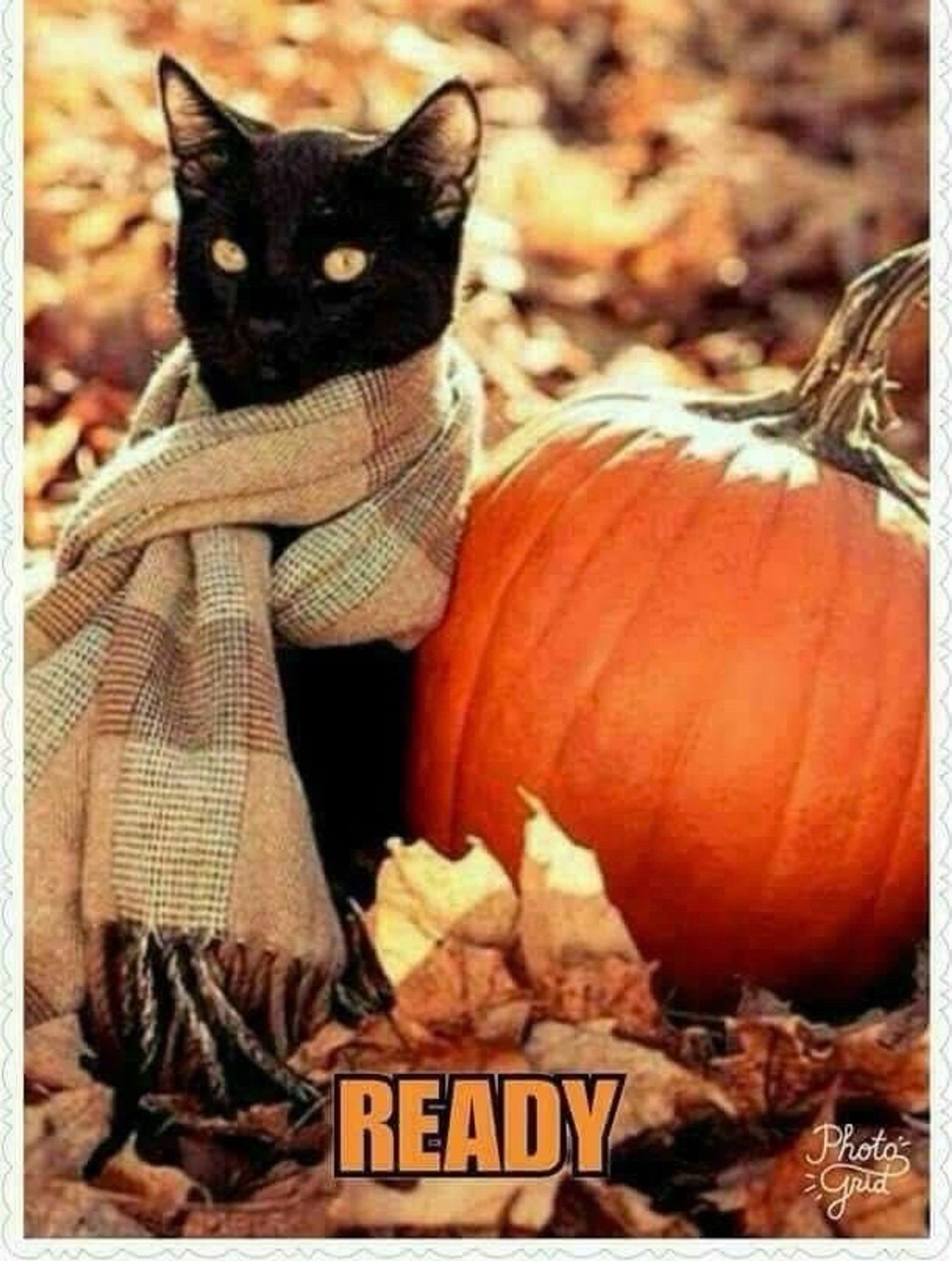 A picture of a black cat wearing a tan plaid scarf, sitting amongst fallen leaves,next to a pumpkin. The caption simply says “READY”