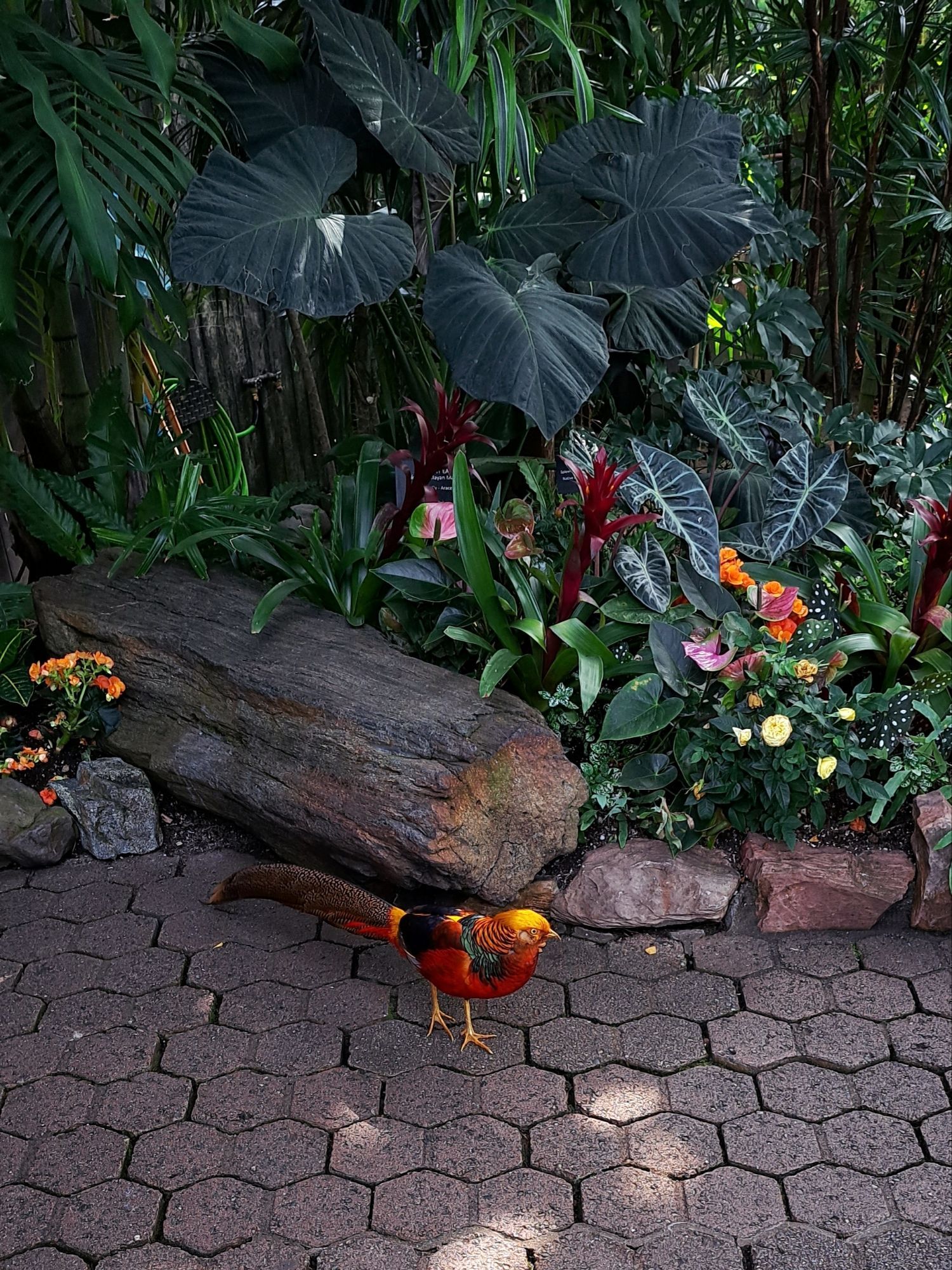 Bird in center of frame.The bird is colorful having dark green, blue, purple, red, and yellow feather patches on its back. It's head is yellow gold at the top, backed with orange feathers that have dark blue edges. The birds tail is a dark Grey with long feathers trailing behind it that have white speckles. The bird is walking on a hexagon brick path, backed with various lush green plants , some of which are flowering in pink, red, orange, and yellow.