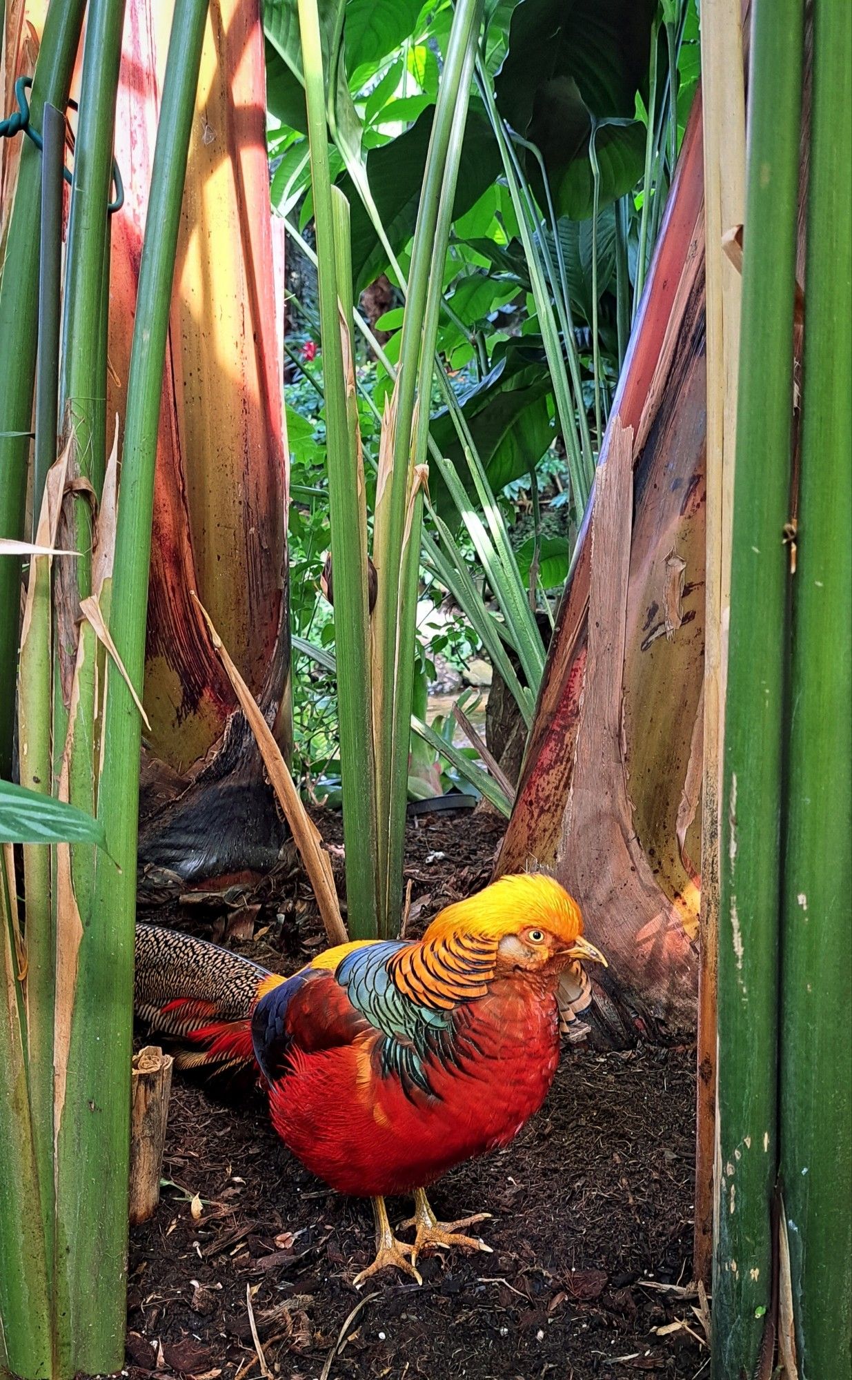 Bird in center of frame. The bird is colorful having dark green, blue, purple, red, and yellow feather patches on its back. It's head is yellow gold at the top, backed with orange feathers that have dark blue edges. The birds tail is a dark Grey with long feathers trailing behind it that have white speckles. The bird is framed by green plant stalks on both sides and one behind.