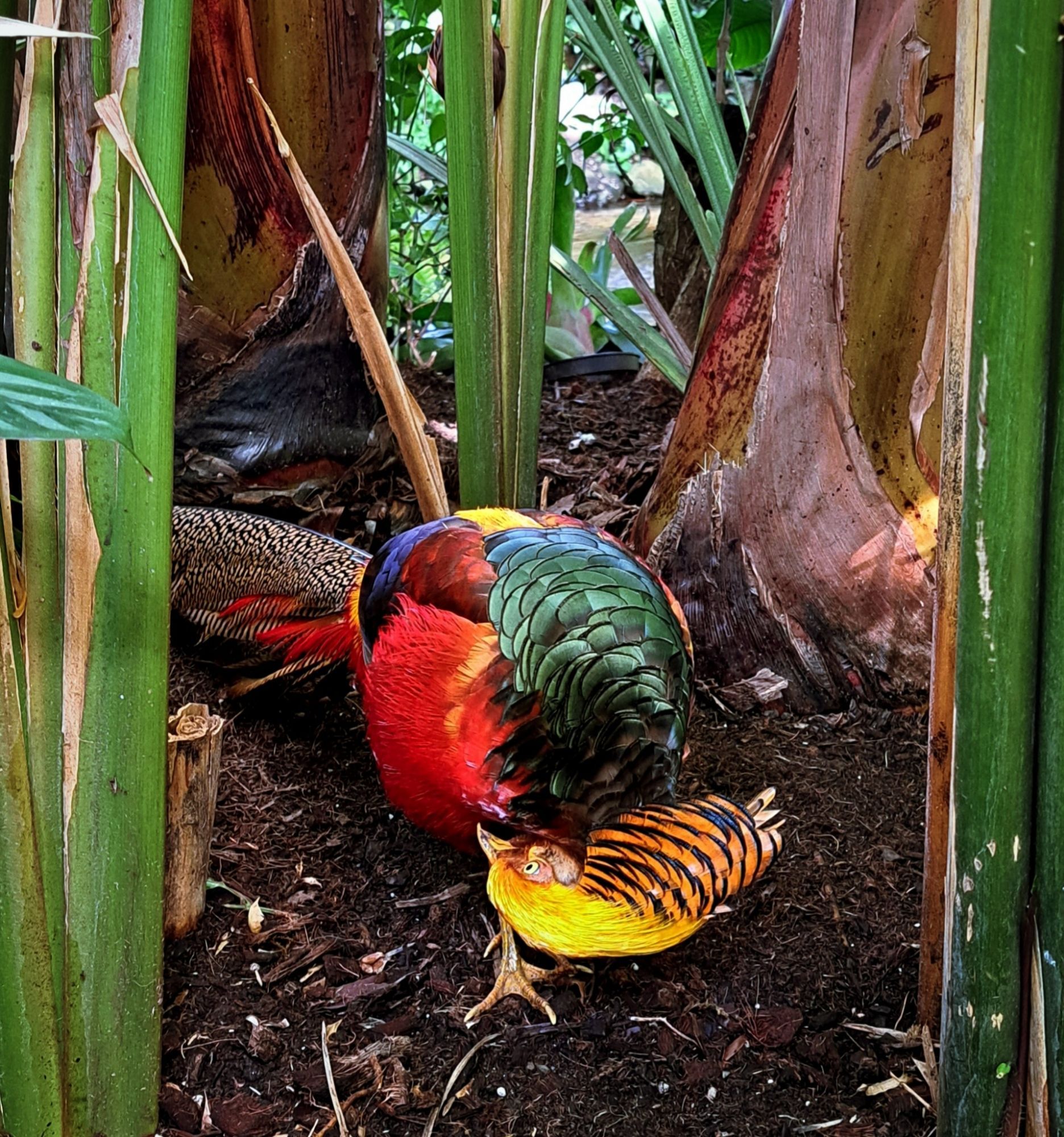 Bird in center of frame with its head turned upside down. The bird is colorful having dark green, blue, purple, red, and yellow feather patches on its back. It's head is yellow gold at the top, backed with orange feathers that have dark blue edges. The birds tail is a dark Grey with long feathers trailing behind it that have white speckles. The bird is framed by green plant stalks on both sides and one behind.