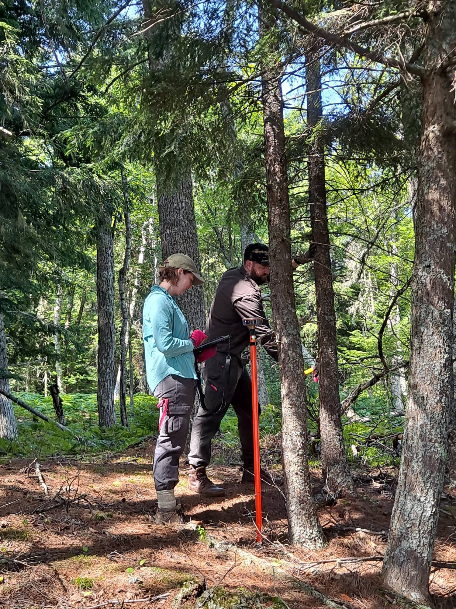 Two people working in the forest.