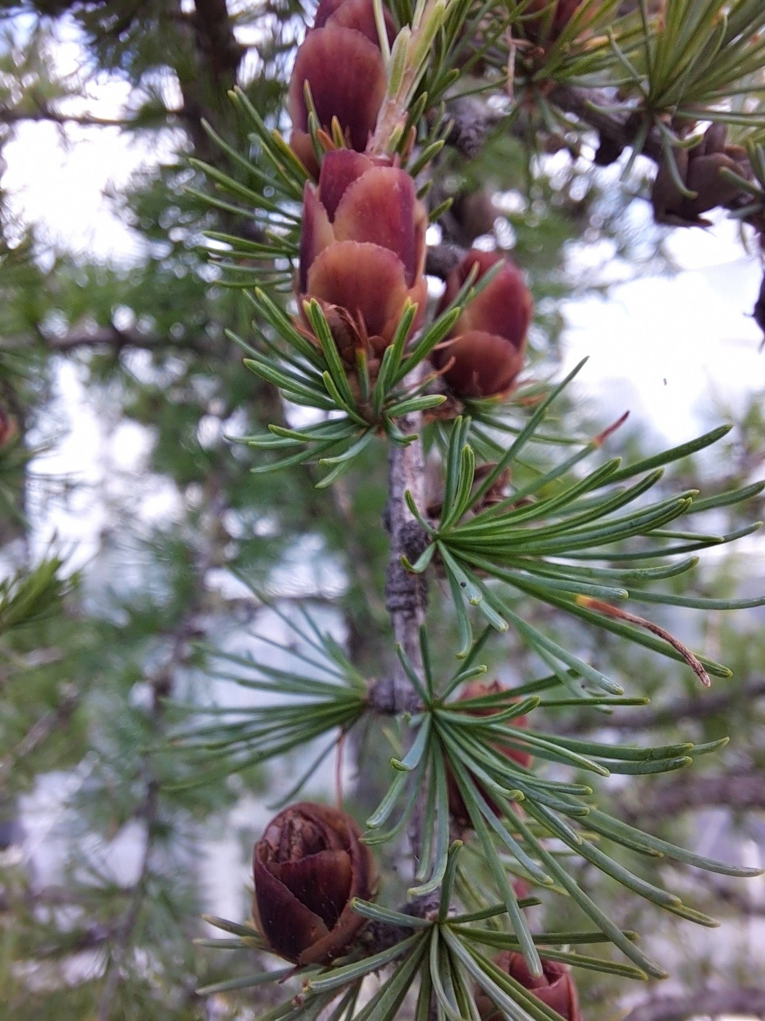 Eastern tamarack cones.