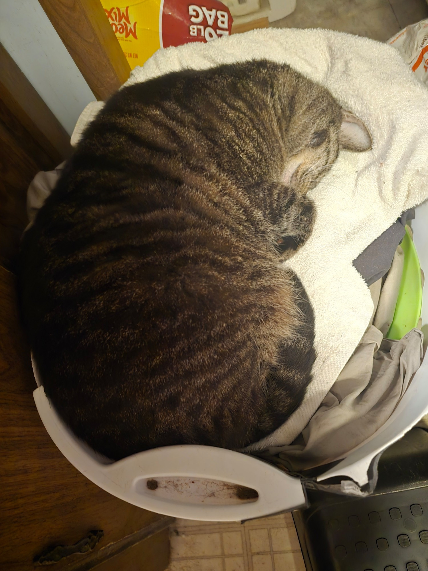 big fat grey striped cat laying in laundry basket napping