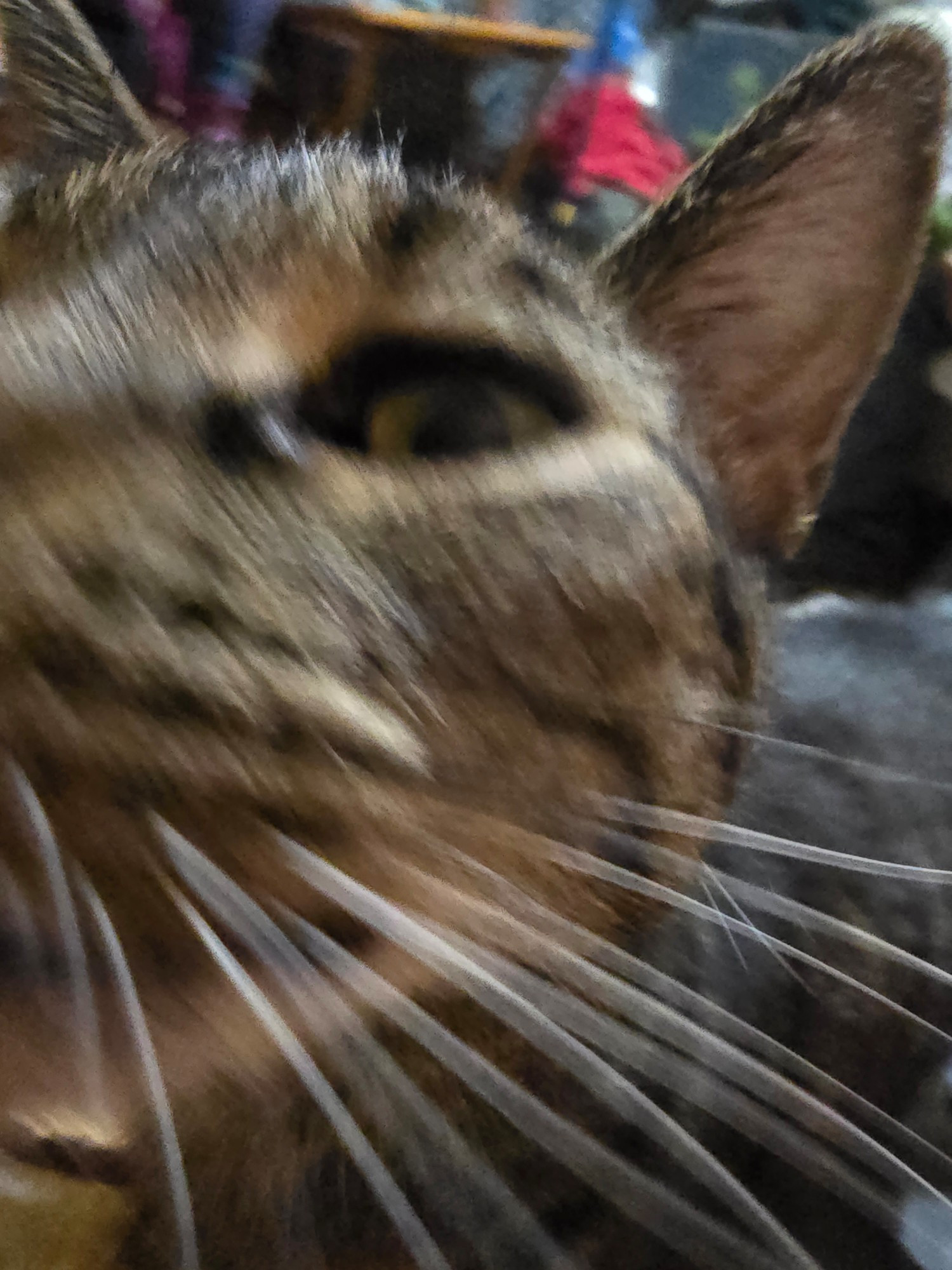 blurry image of gray cat (marley) sniffing the camera