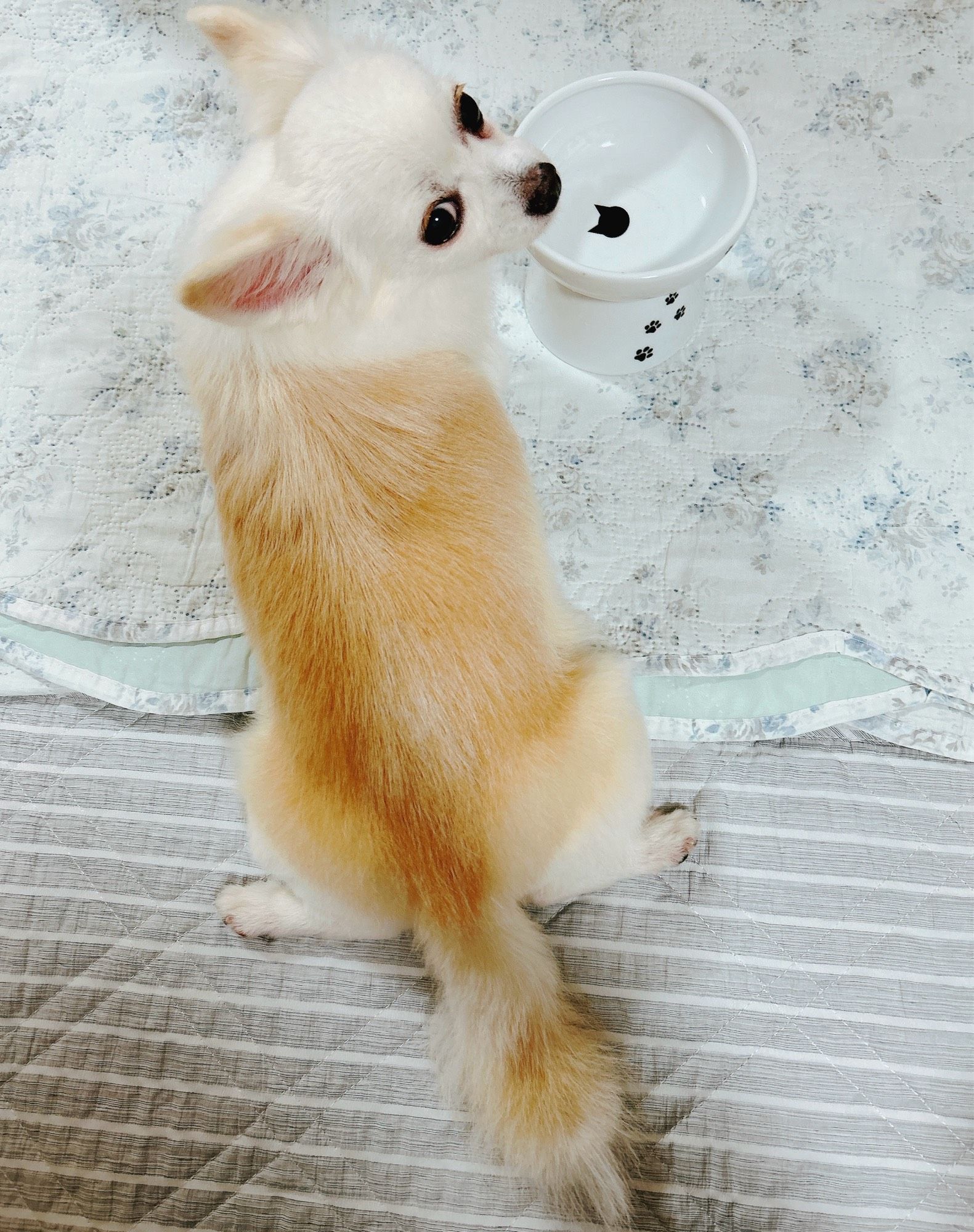 食後にお皿のそばでぼーっとする犬