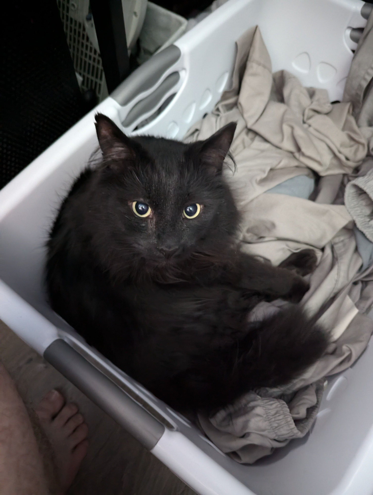 The void states into your soul. From his laundry basket throne.