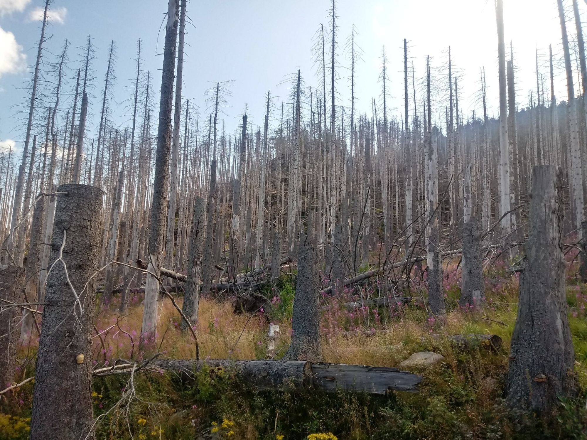 Bilder vom Harz, auf denen fast ausschließlich vertrocknete Fichten zu sehen sind.