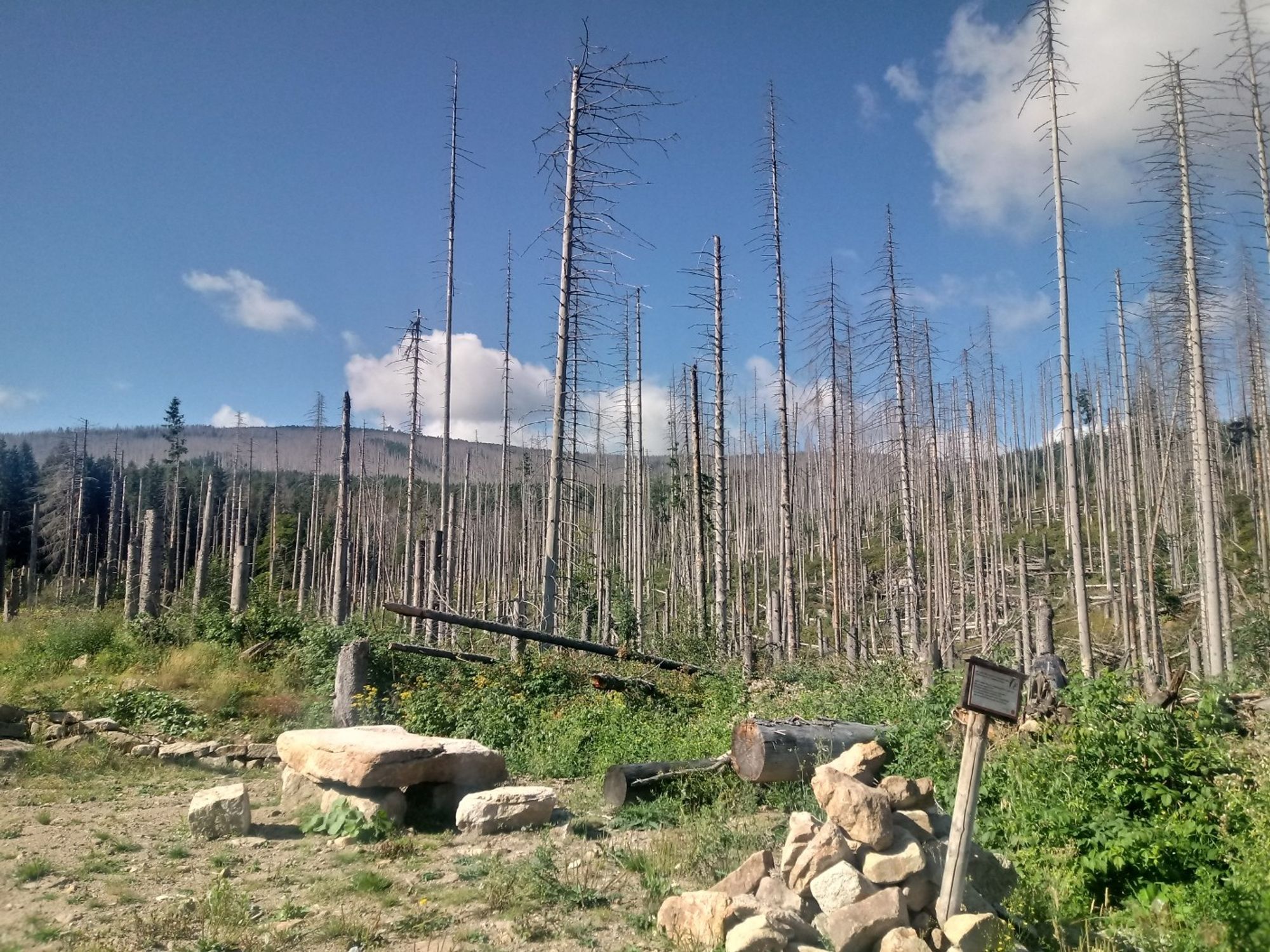 Bilder vom Harz, auf denen fast ausschließlich vertrocknete Fichten zu sehen sind.