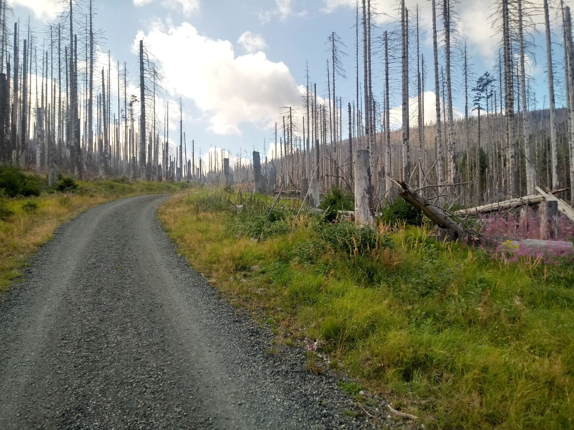 Bilder vom Harz, auf denen fast ausschließlich vertrocknete Fichten zu sehen sind.