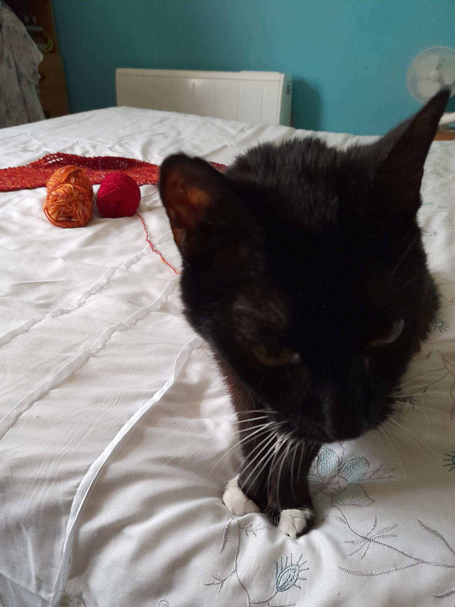 A black and white cat with white whiskers is walking away from some knitting on a white bedspread