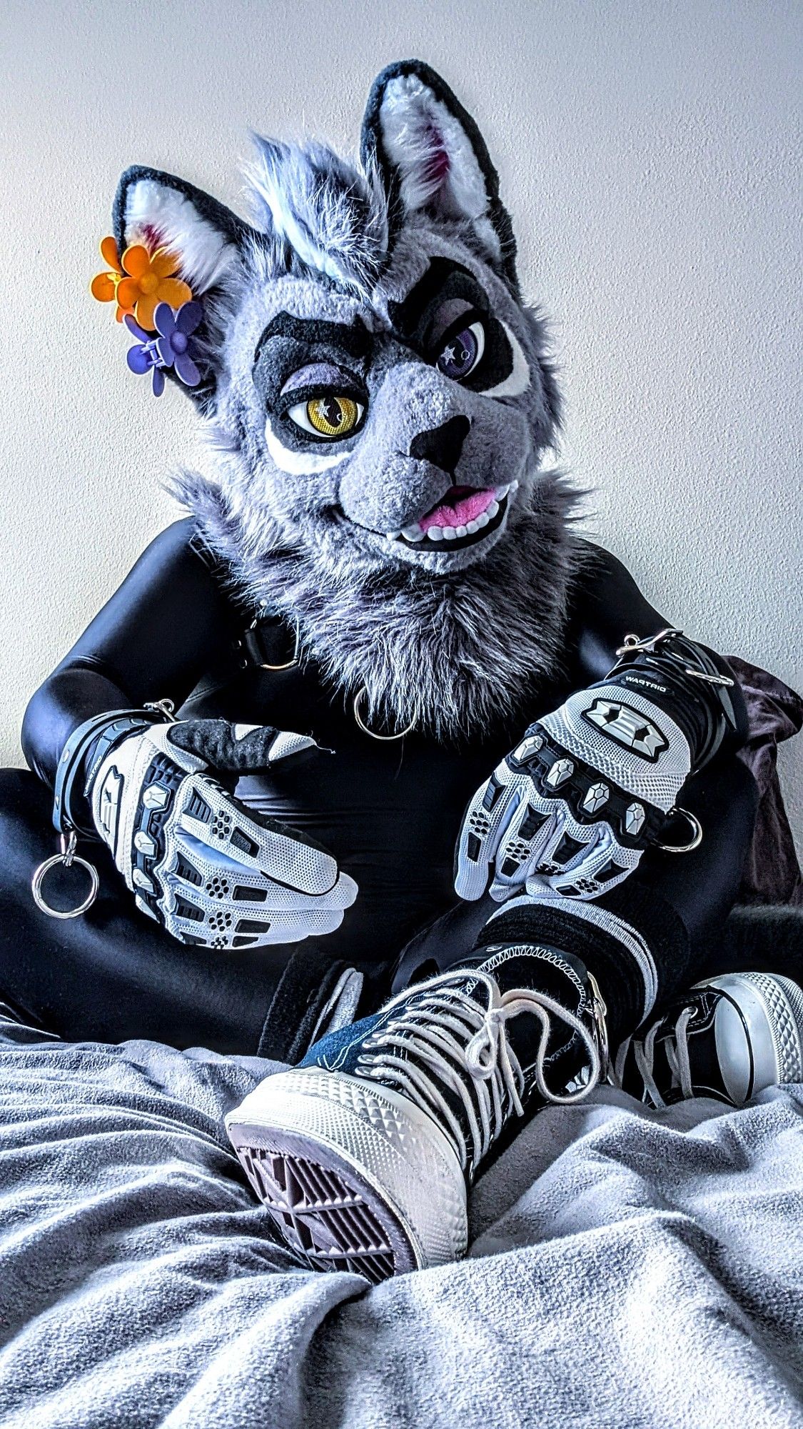 A cat fursuiter wearing a harness, black spandex and shoes.