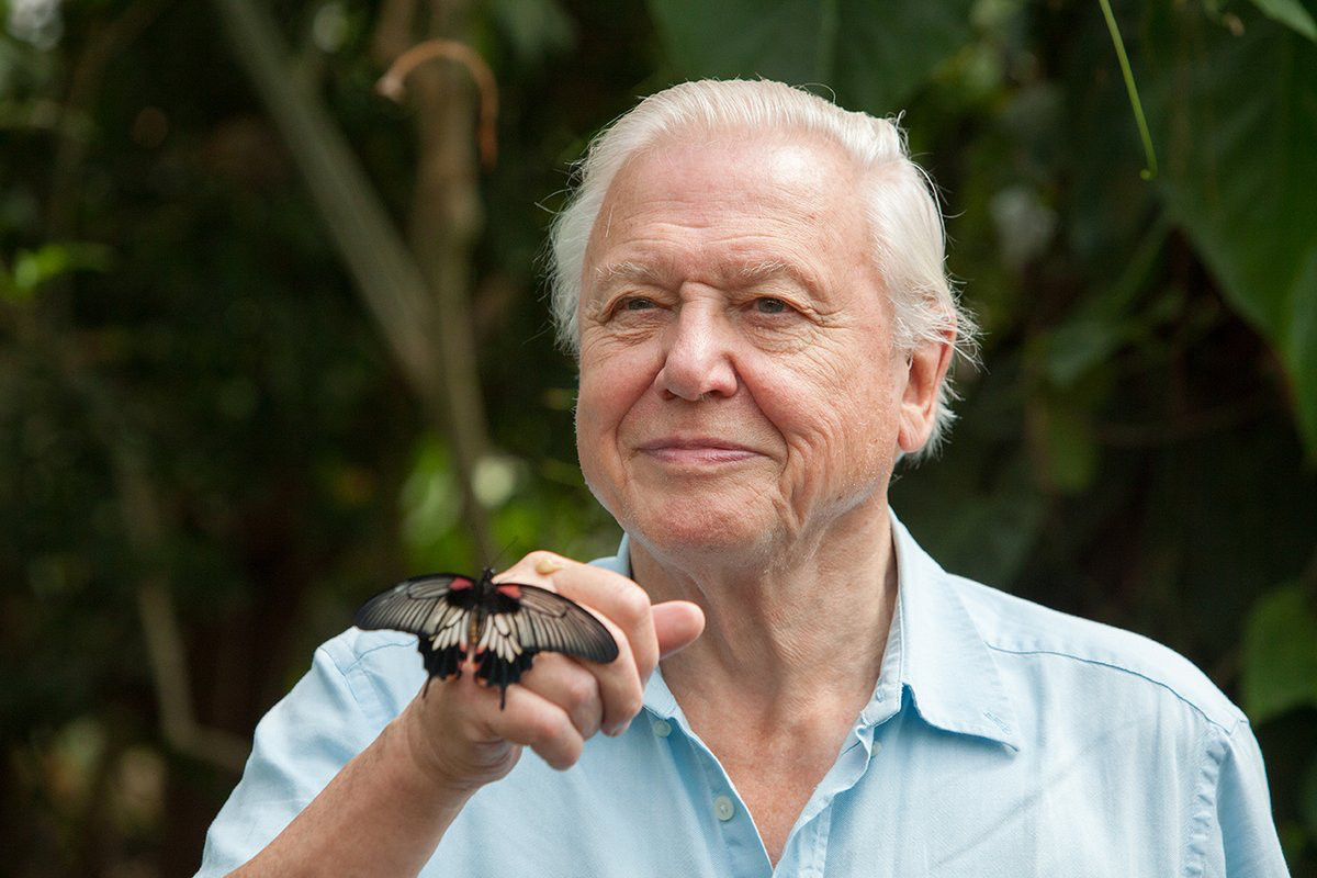 A smiling Sir David Attenborough with a tropical butterfly alighted on his hand.