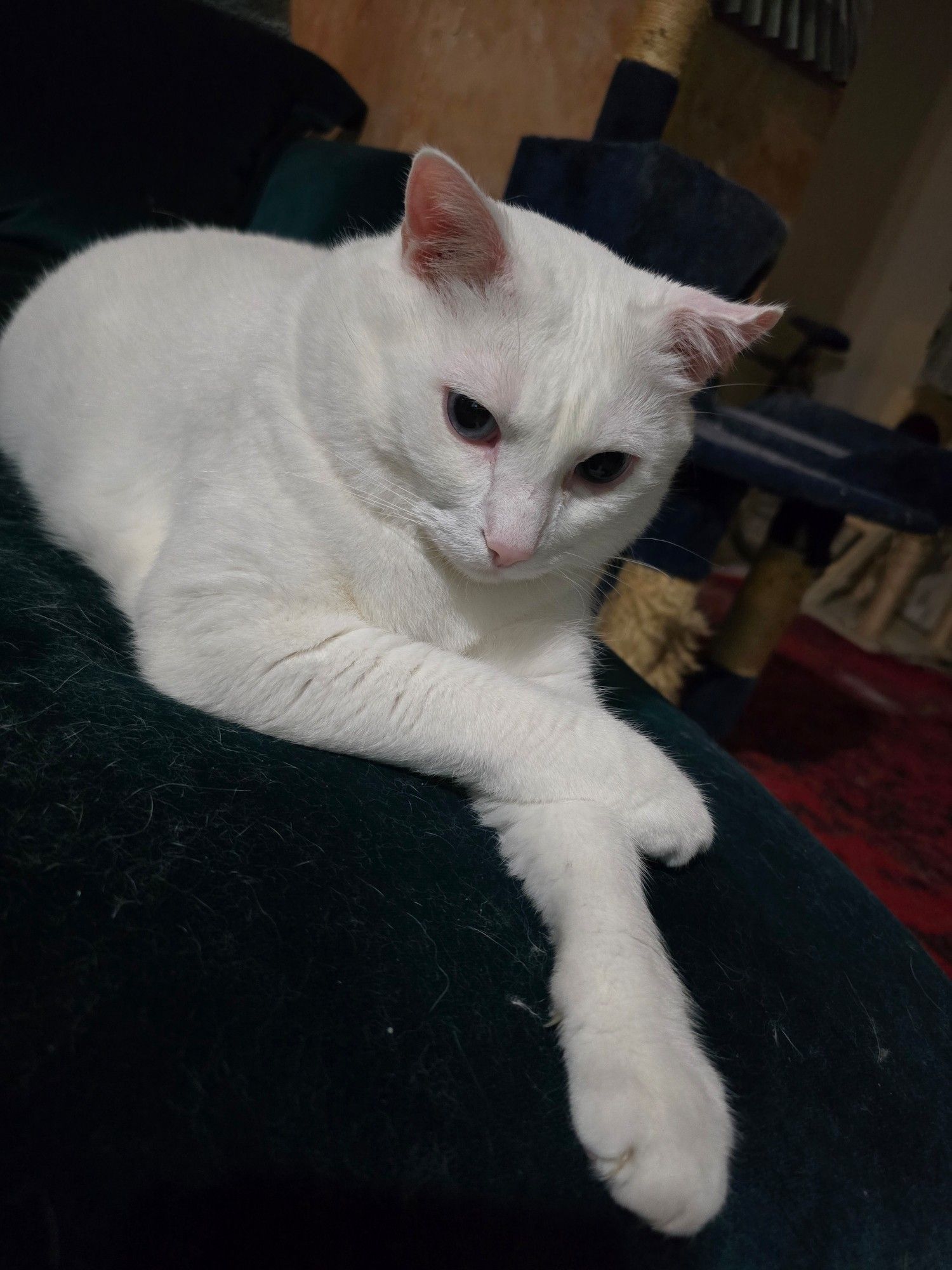 A white cat lies on a peacock green velvet couch with his front legs crossed like a proper gentleman.