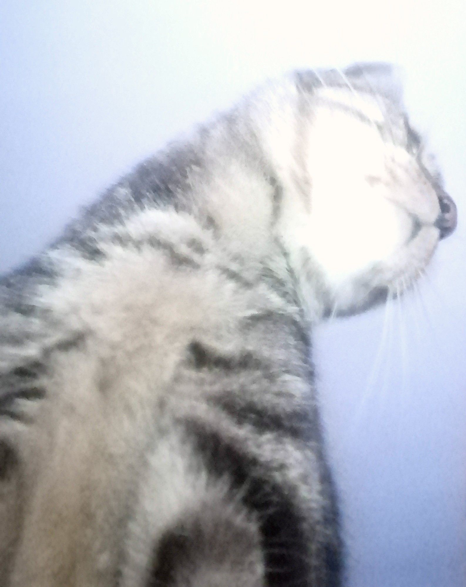 JesseJames the cat, shooting its own selfie