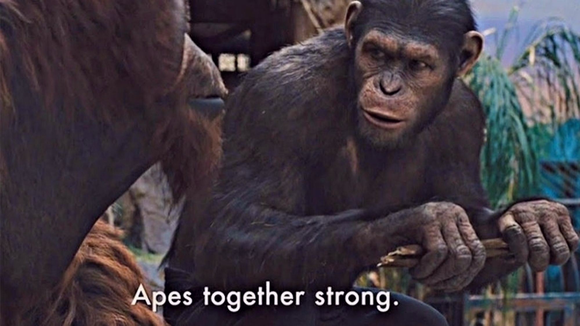 APES TOGETHER STRONG