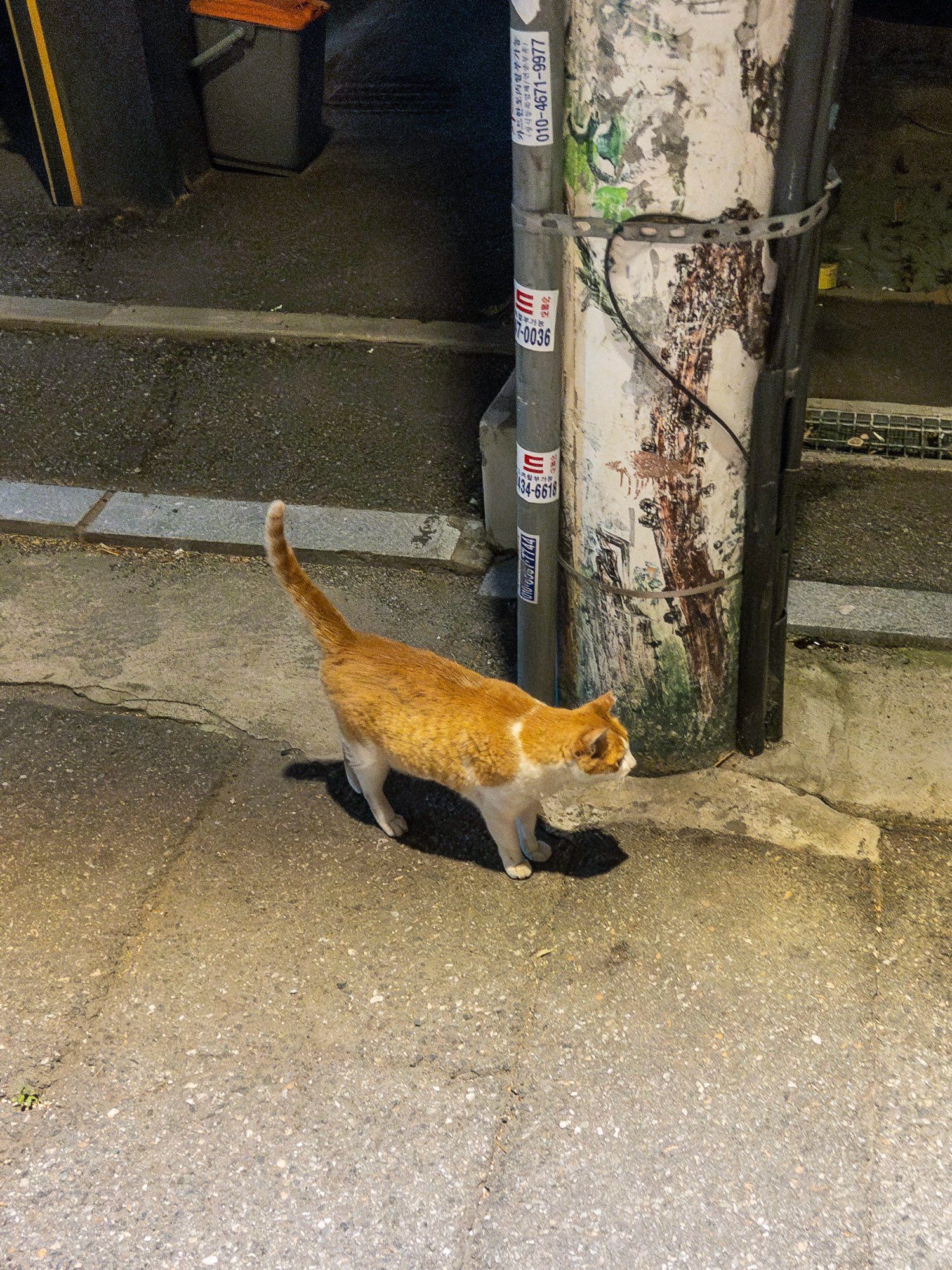 선 고양이