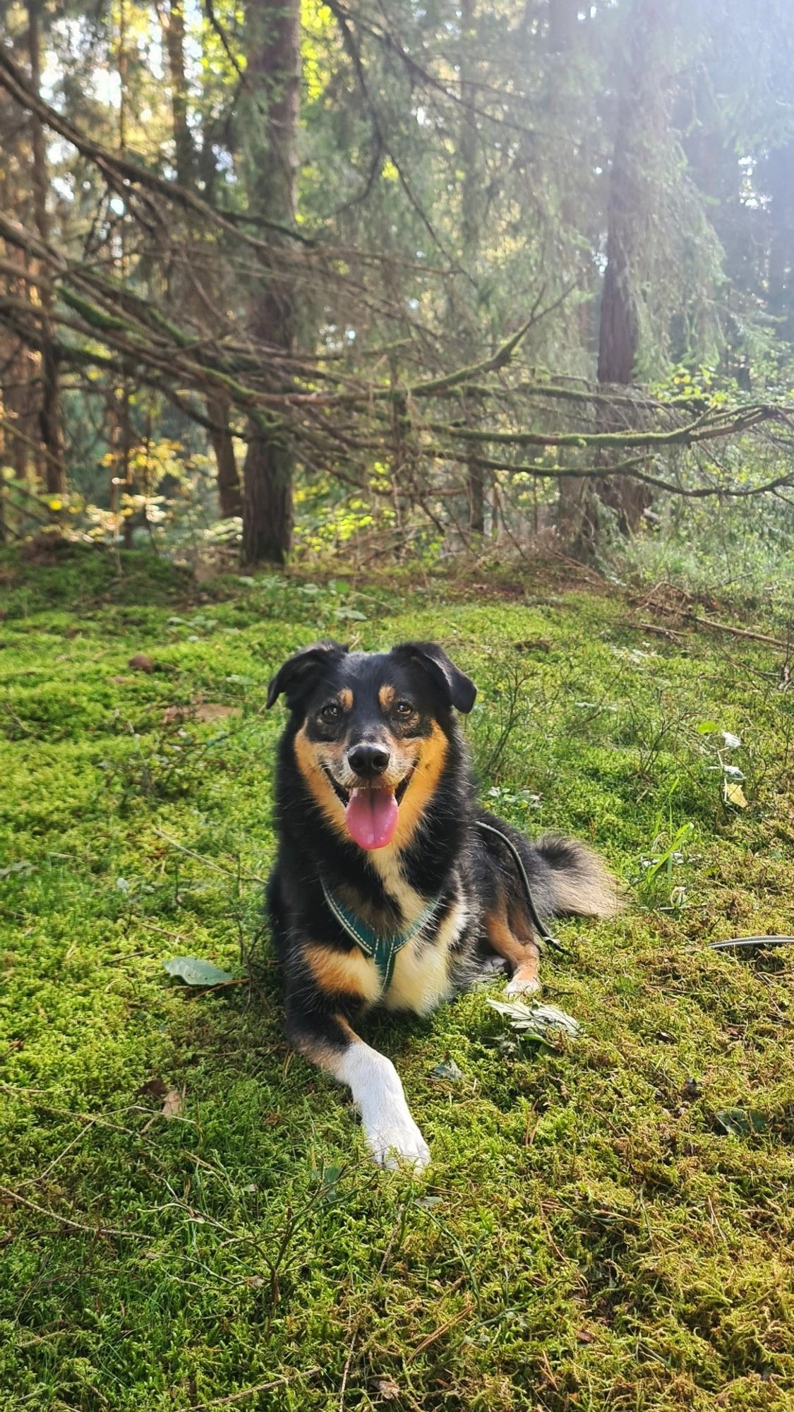 Paul der dreibeinige Hund liegt lächelnd auf einem Moosbett im Wald und schaut bei bestem Wetter in die Kamera.