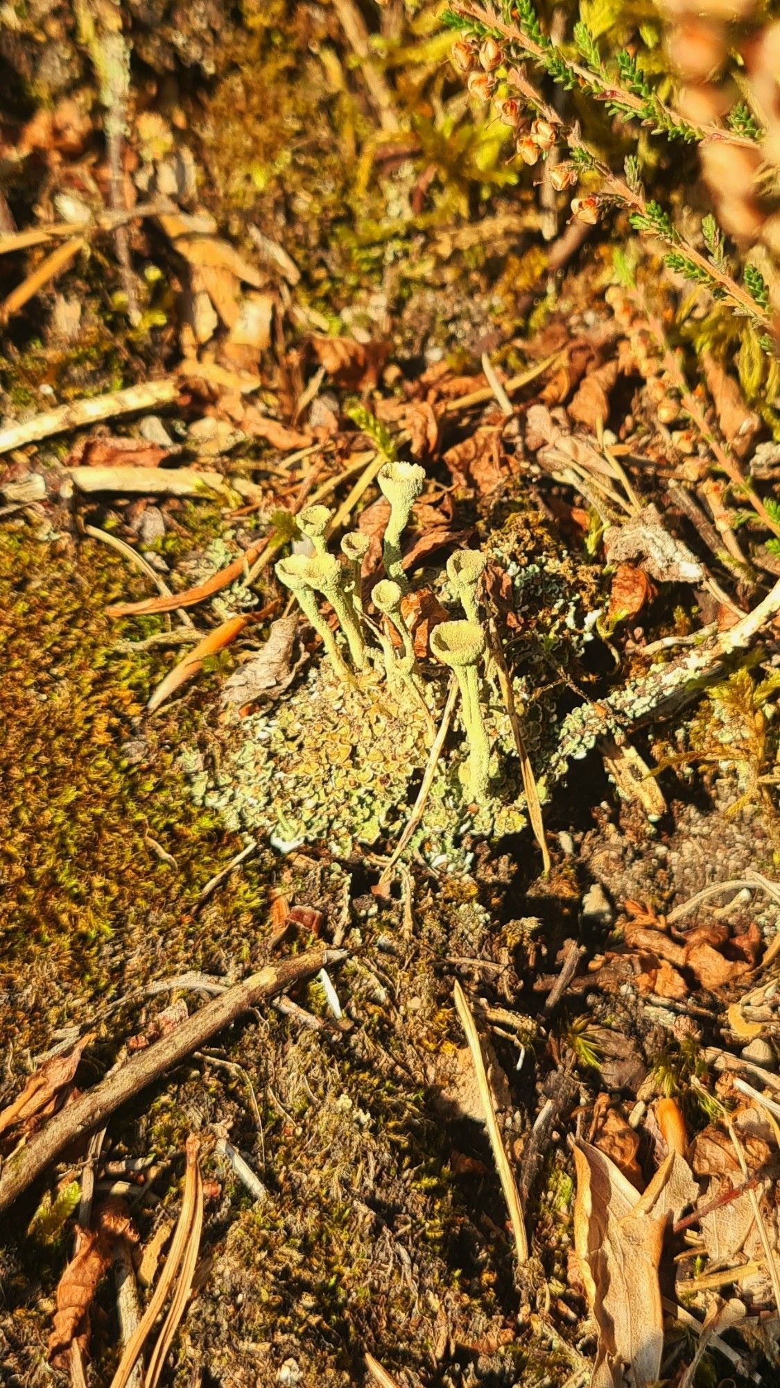 pretty lichen embedded in forest ground