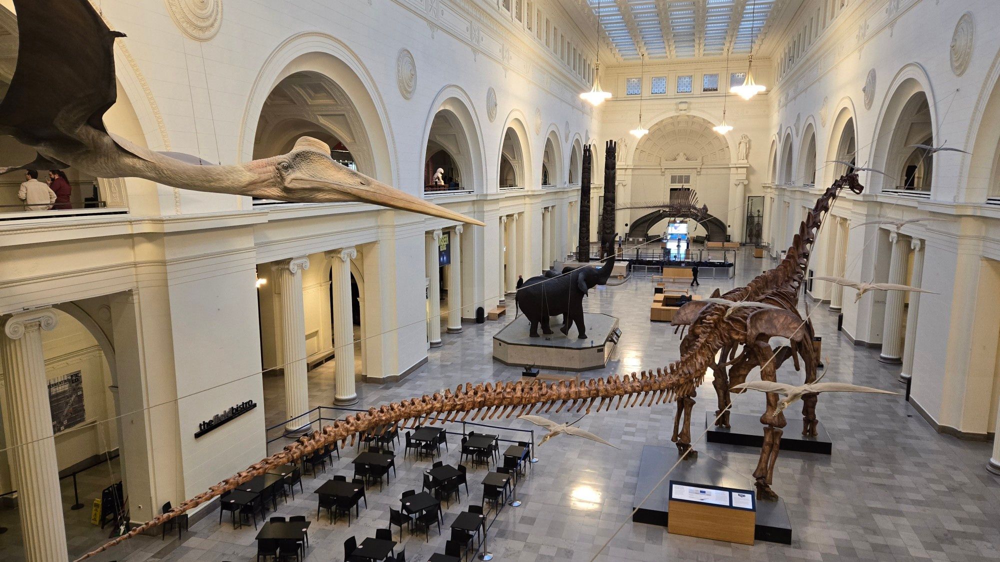 The main hall at the Field Museum. White walls, grey floor. Quetzalcoatlus on the left, an elephant left of cwnter, Patagotital right of center