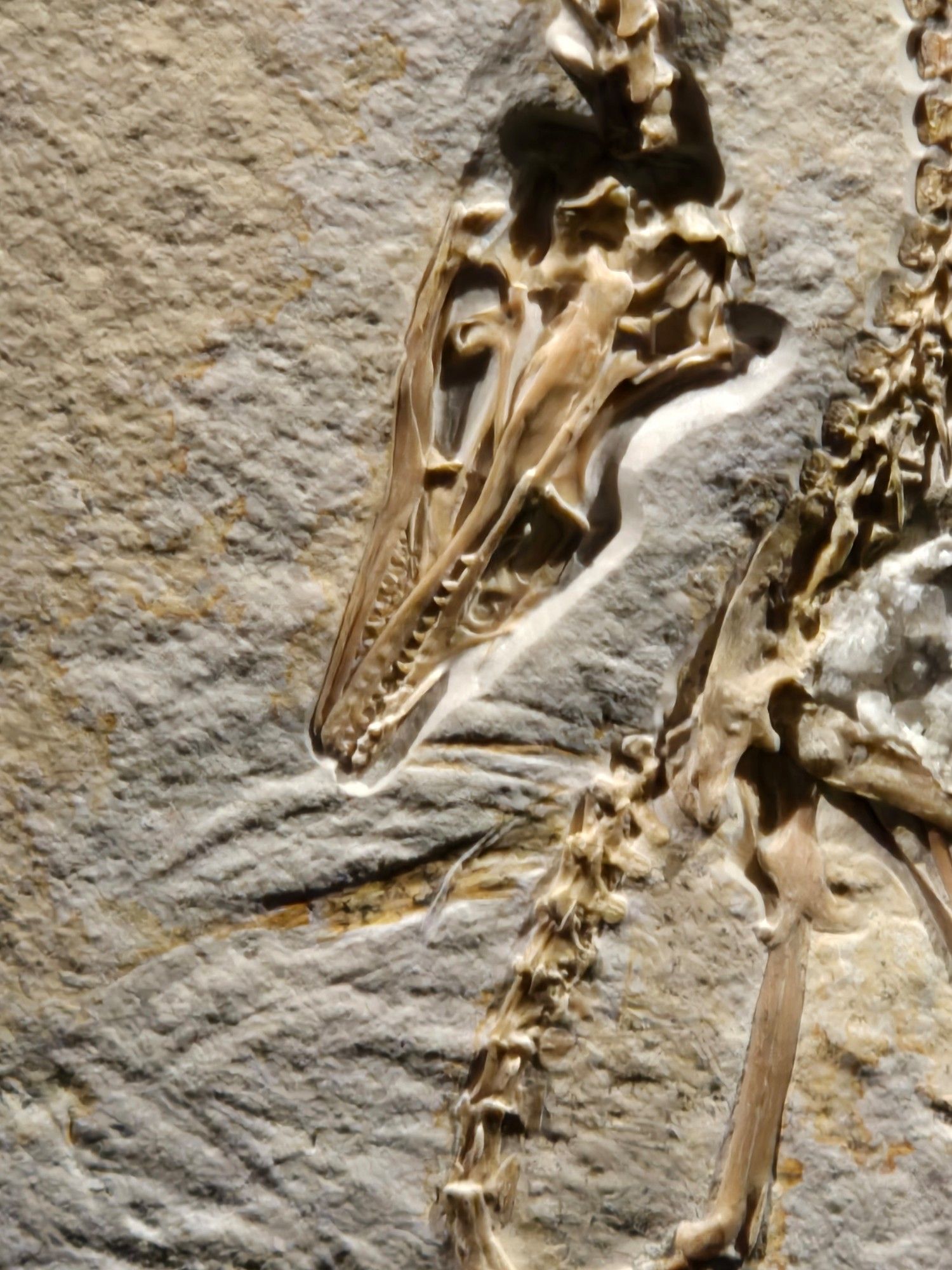 Close up view of the skull - look at those teeth!