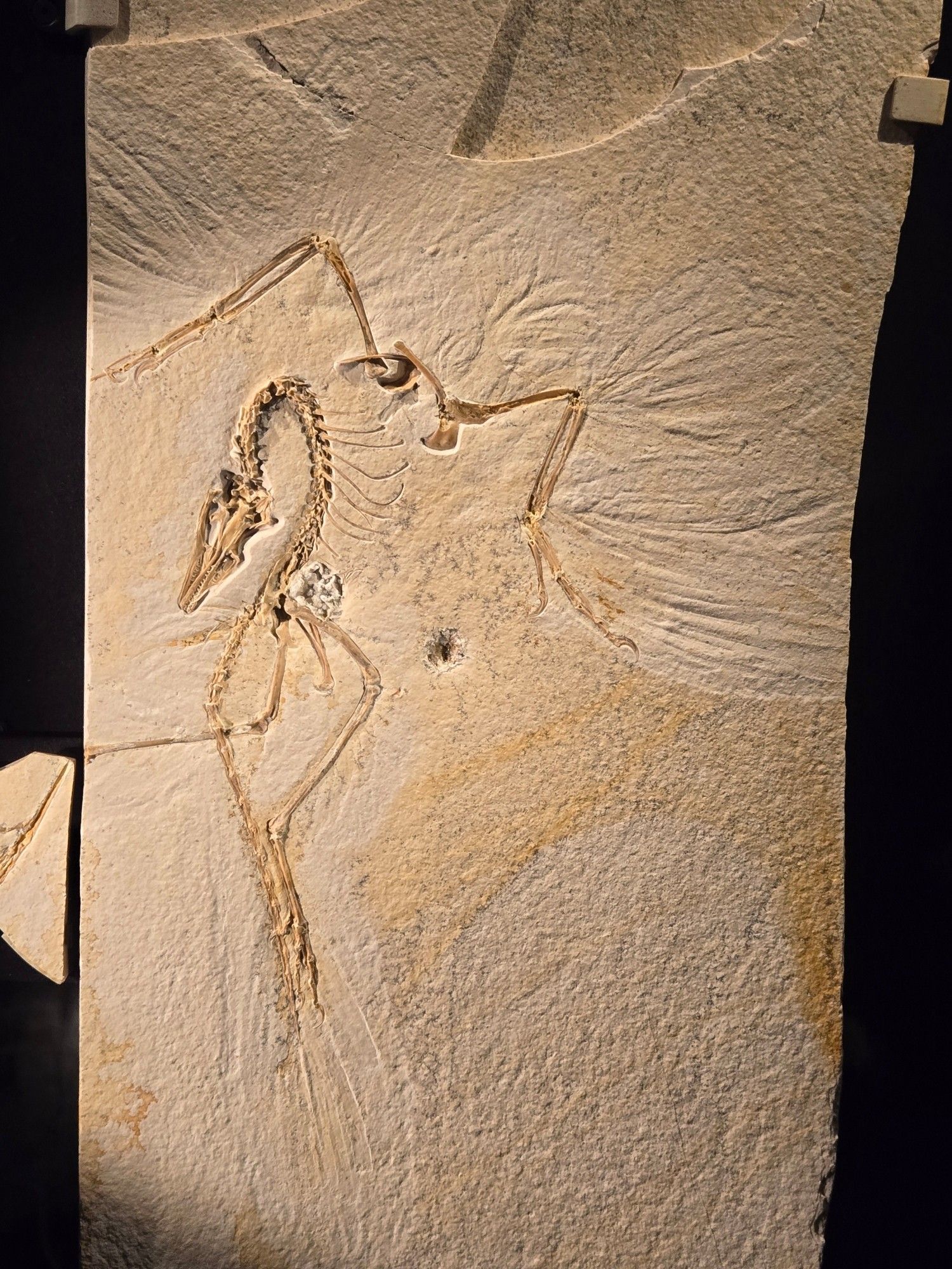 Archaeopteryx: the Chicago specimen. Wings (with feathers) at the top, skull and neck curved to the left, legs and tail below.