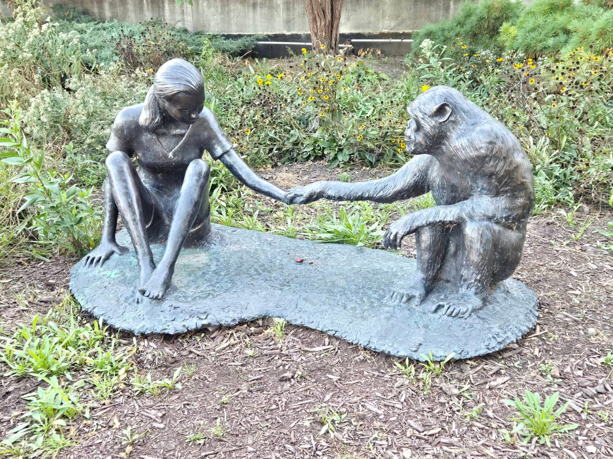 A statue of Jane Goodall (left) sitting with a chimpanzee