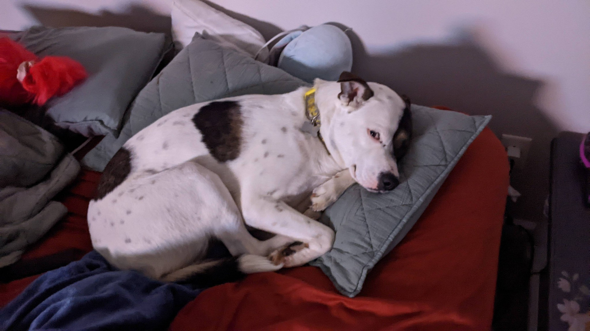 Millie curled up on the bed and using my pillow.