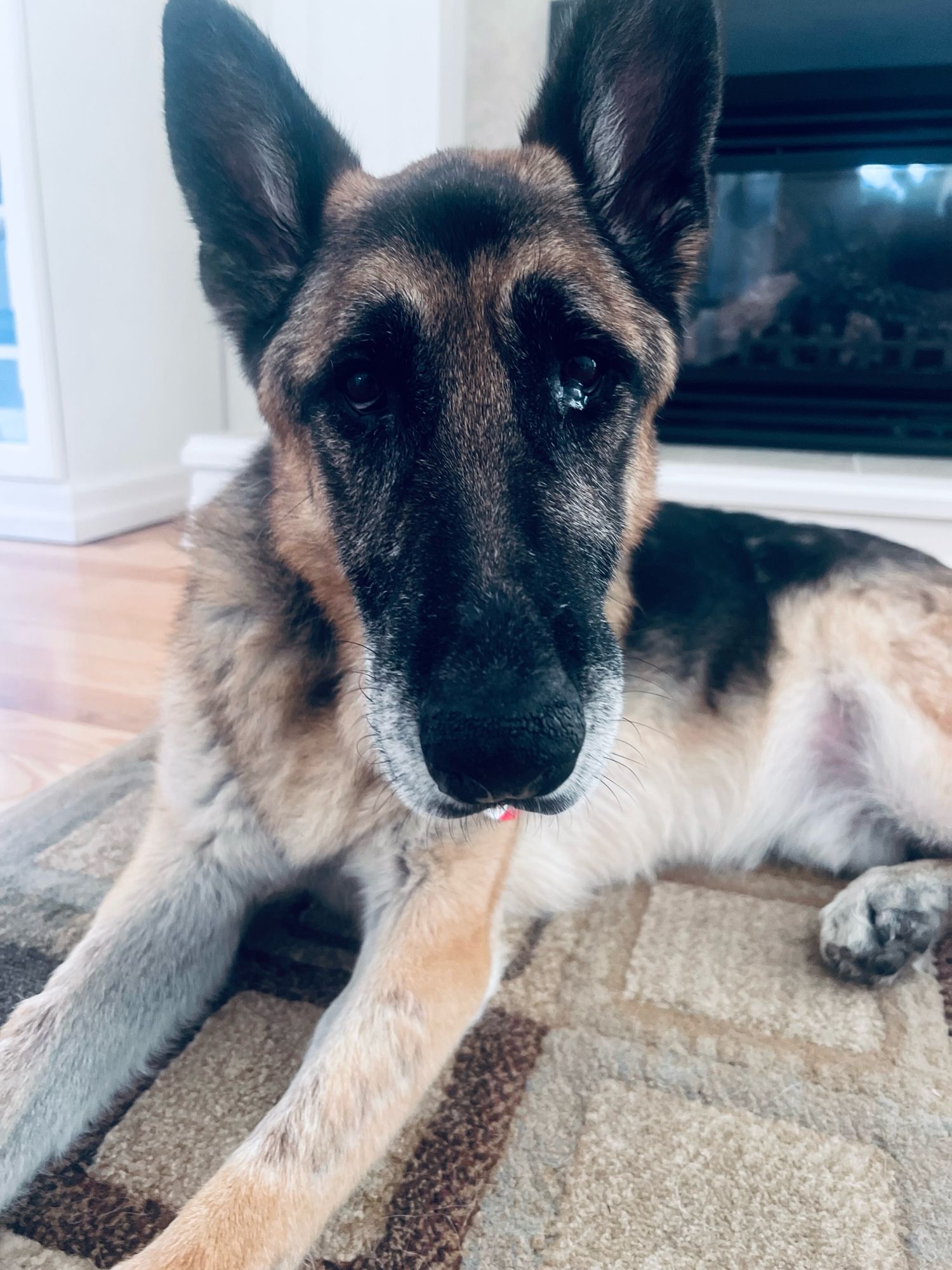 Kerry, the German Shepard lies on a beige and brown carpet in front of a dormant gas fireplace looking inquisitively at the camera.