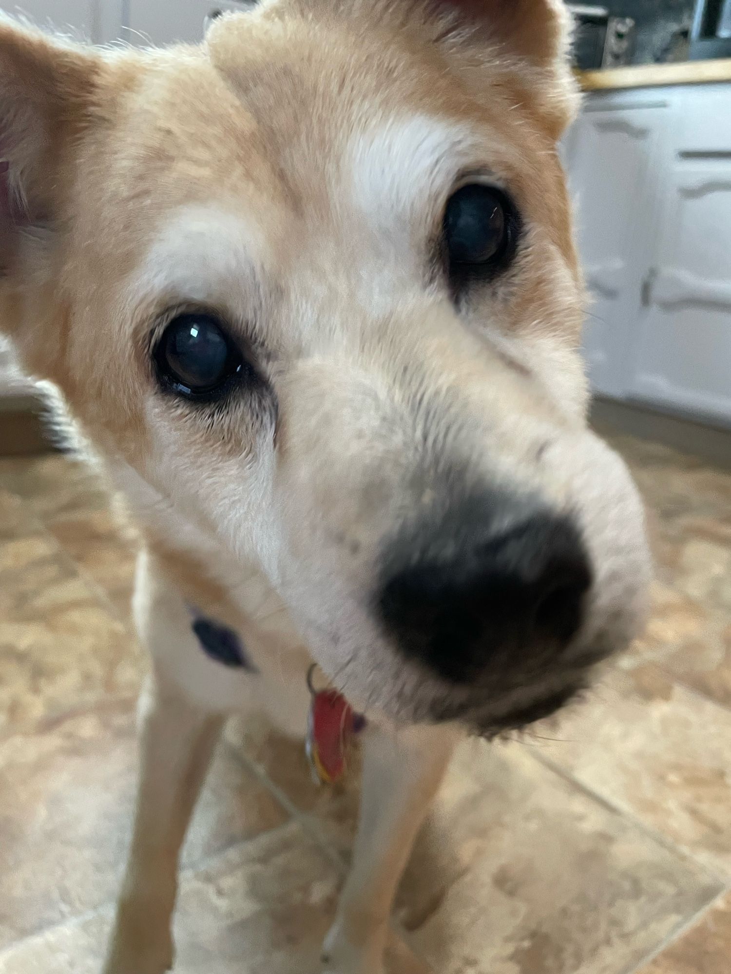 Yellow dog with nose right in camera lens.