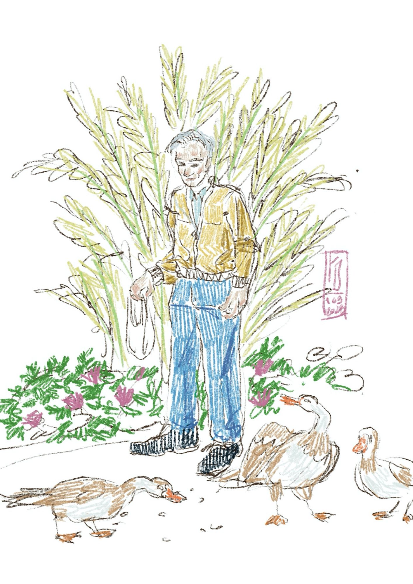 An old man feeding the ducks with bread crumbs, despite the ban.