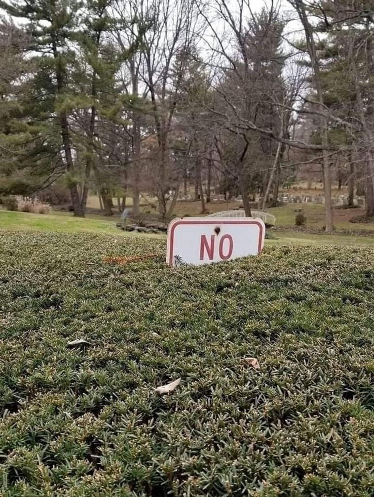 A parking (?) sign in a park covered up by a dense bush. All we can see is the word no